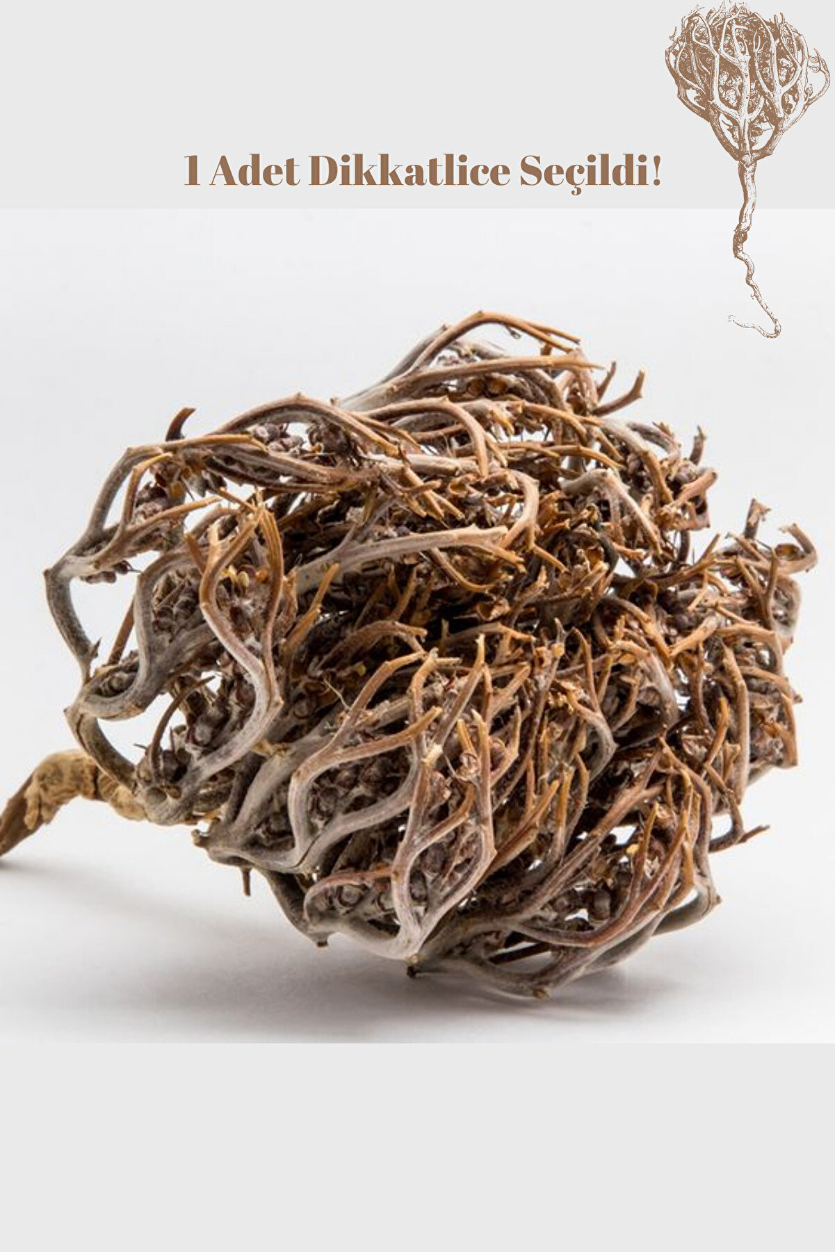 Günbak Meryem Ana Eli Otu. Kolay Doğum, Temiz&Taze En İyisi Seçilmiş 1Adet.