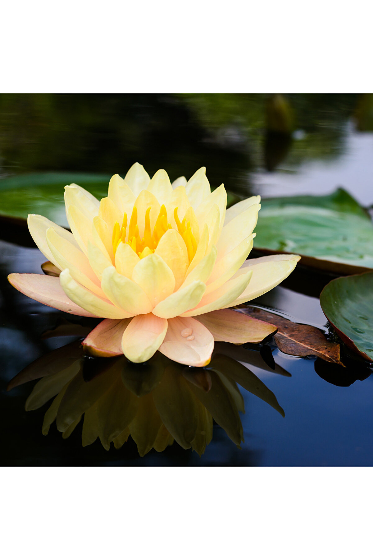 4 Adet Karışık Renklerde Lotus (Ni̇lüfer) Çi̇çeği̇ Tohumu