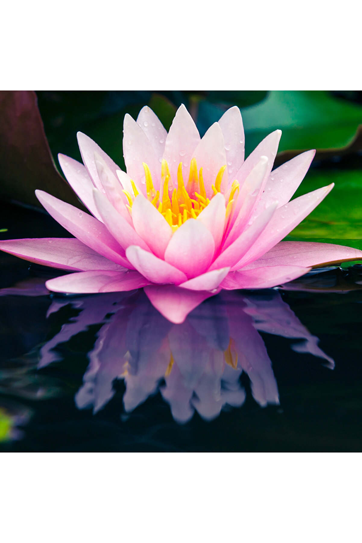 4 Adet Karışık Renklerde Lotus (Ni̇lüfer) Çi̇çeği̇ Tohumu