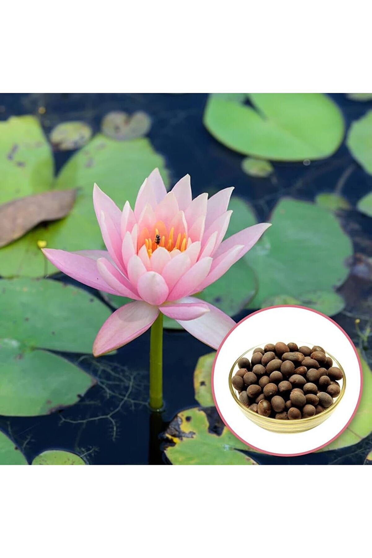 4 Adet Karışık Renklerde Lotus (Ni̇lüfer) Çi̇çeği̇ Tohumu