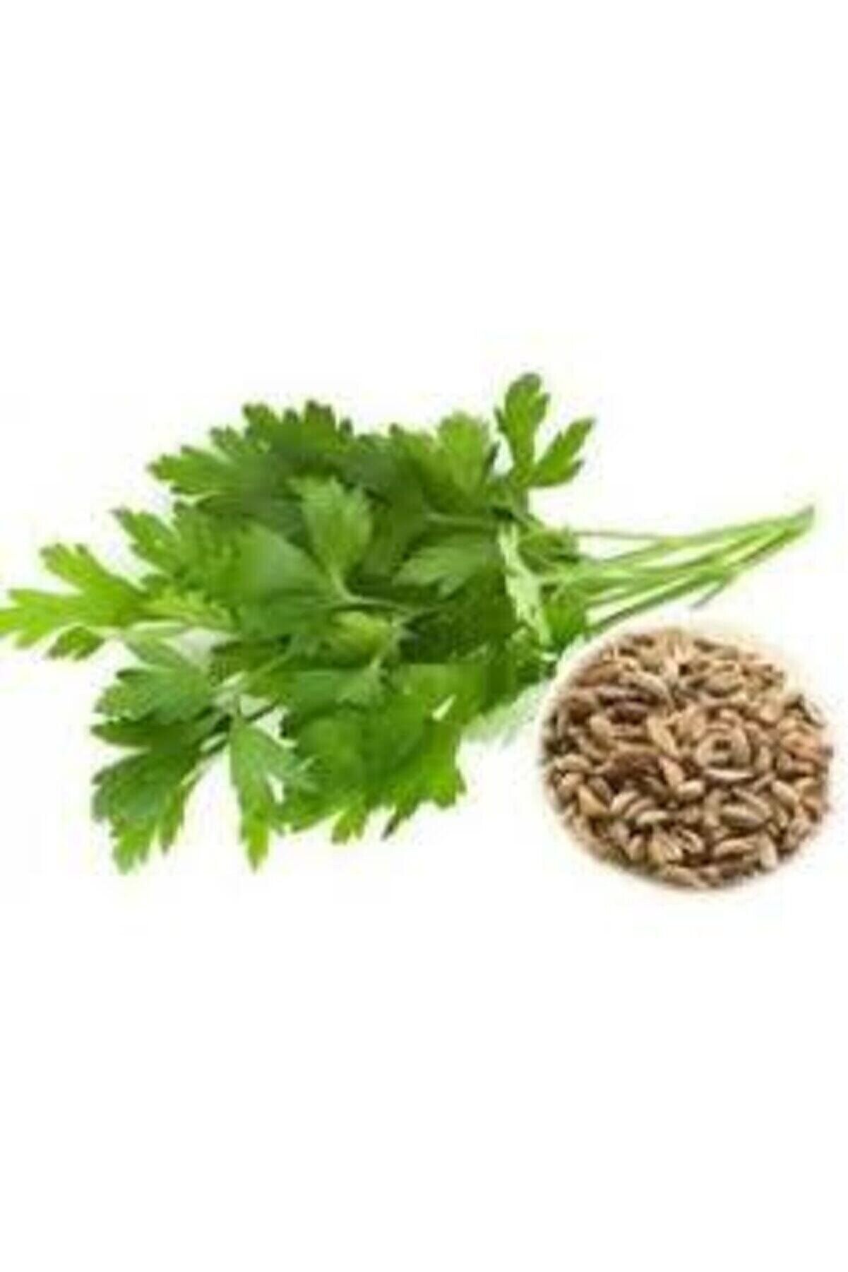 ata tohumculuk 50 Adet Tohum Geniş Yaprak Maydanoz Maydonoz Tohumu Sürpriz Hediye Sebze Tohumu