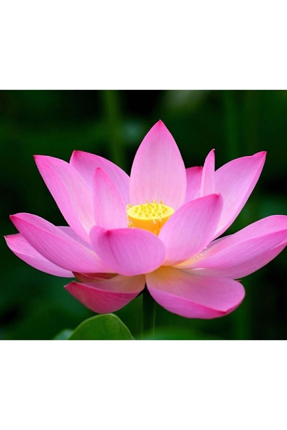 4 Renk Karışık Lotus Çi̇çeği̇ Tohumu Tropi̇kal Çi̇çek Tohumları (2 Adet Tohum)