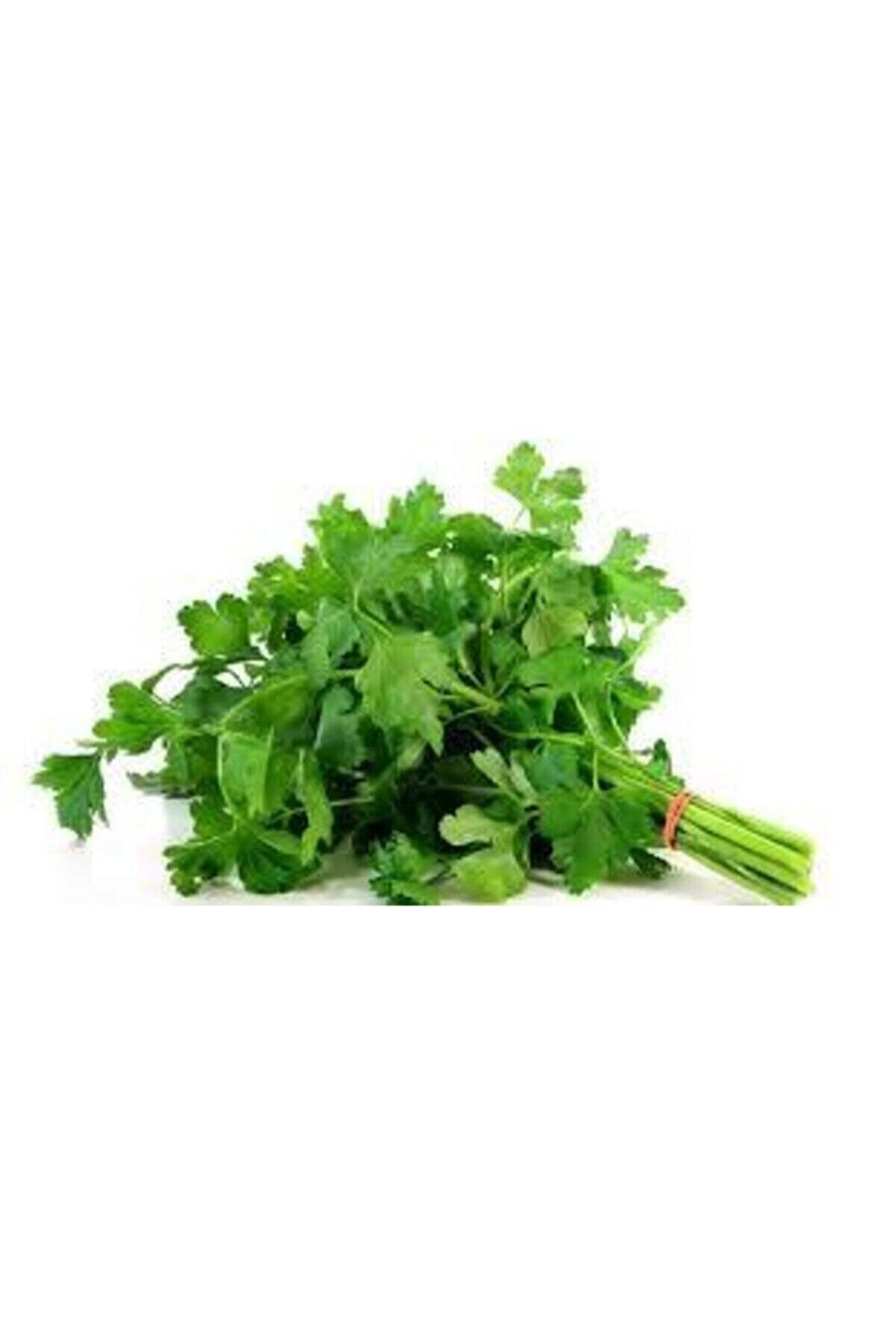 50 Adet Tohum Geni̇ş Yaprak Maydanoz Maydonoz Tohumu Sürpri̇z Hedi̇ye Sebze Tohumu