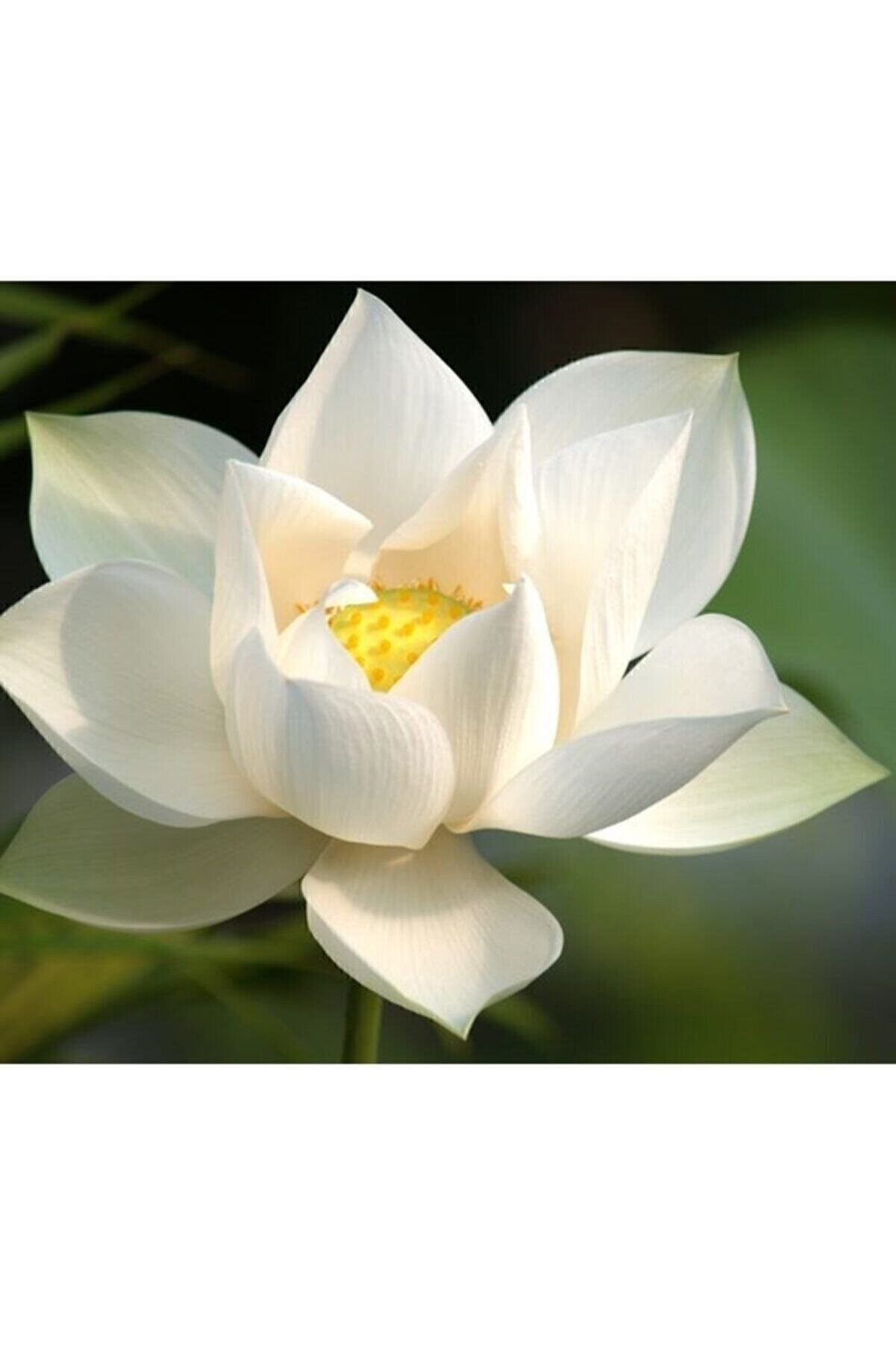 Naturel Tohum 4 Renk Karışık Lotus Çiçeği Tohumu Tropikal Çiçek Tohumları (2 Adet Tohum)