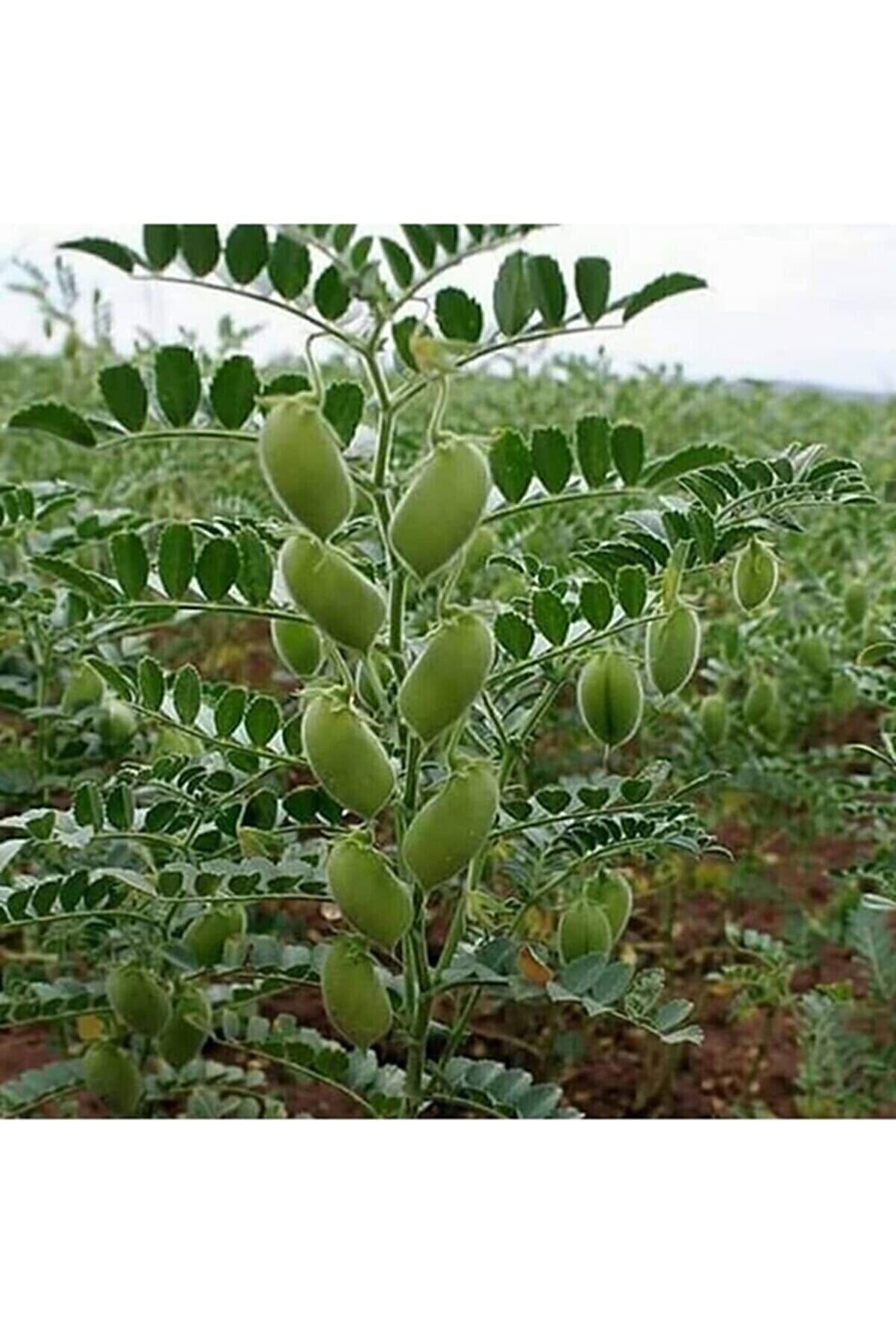 Eslem Tohumculuk Tohumculuk Taze Nohut Tohumu 50 Adet Tohum Yeşil Nohut Tohumu