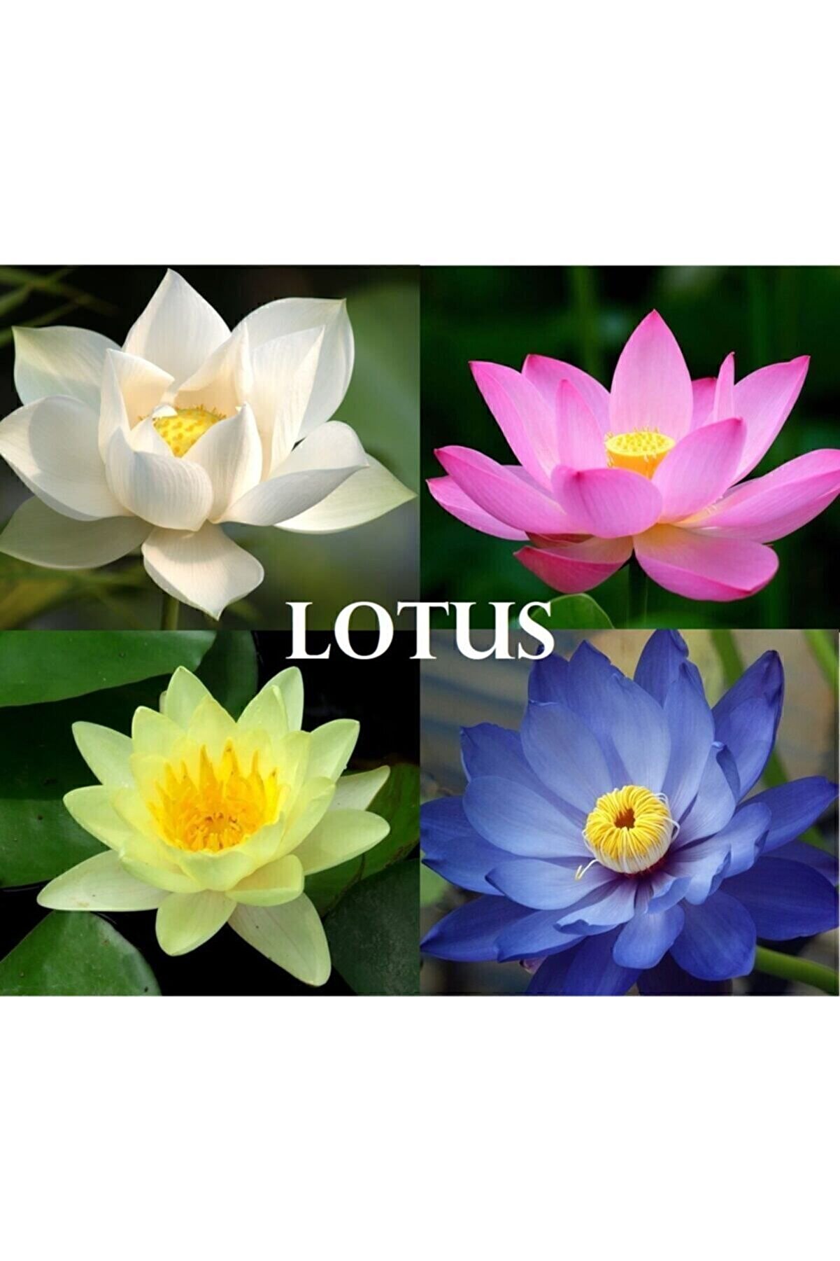 4 Renk Karışık Lotus Çi̇çeği̇ Tohumu Tropi̇kal Çi̇çek Tohumları (2 Adet Tohum)