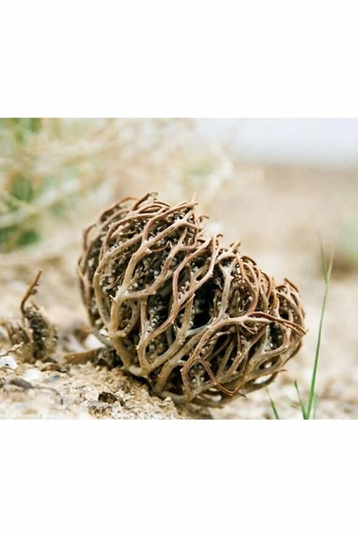 İlayda Meryem Ana Eli Otu ( Fatma Ane Eli Otu ) 50 Gr