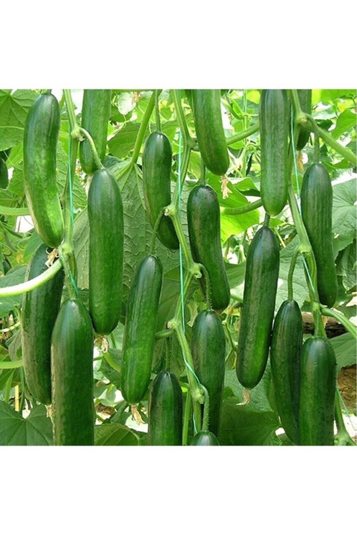 Geleneksel Çengelköy Hıyarı Erkenci̇ Badem 20 Adet Salatalık Tohumu