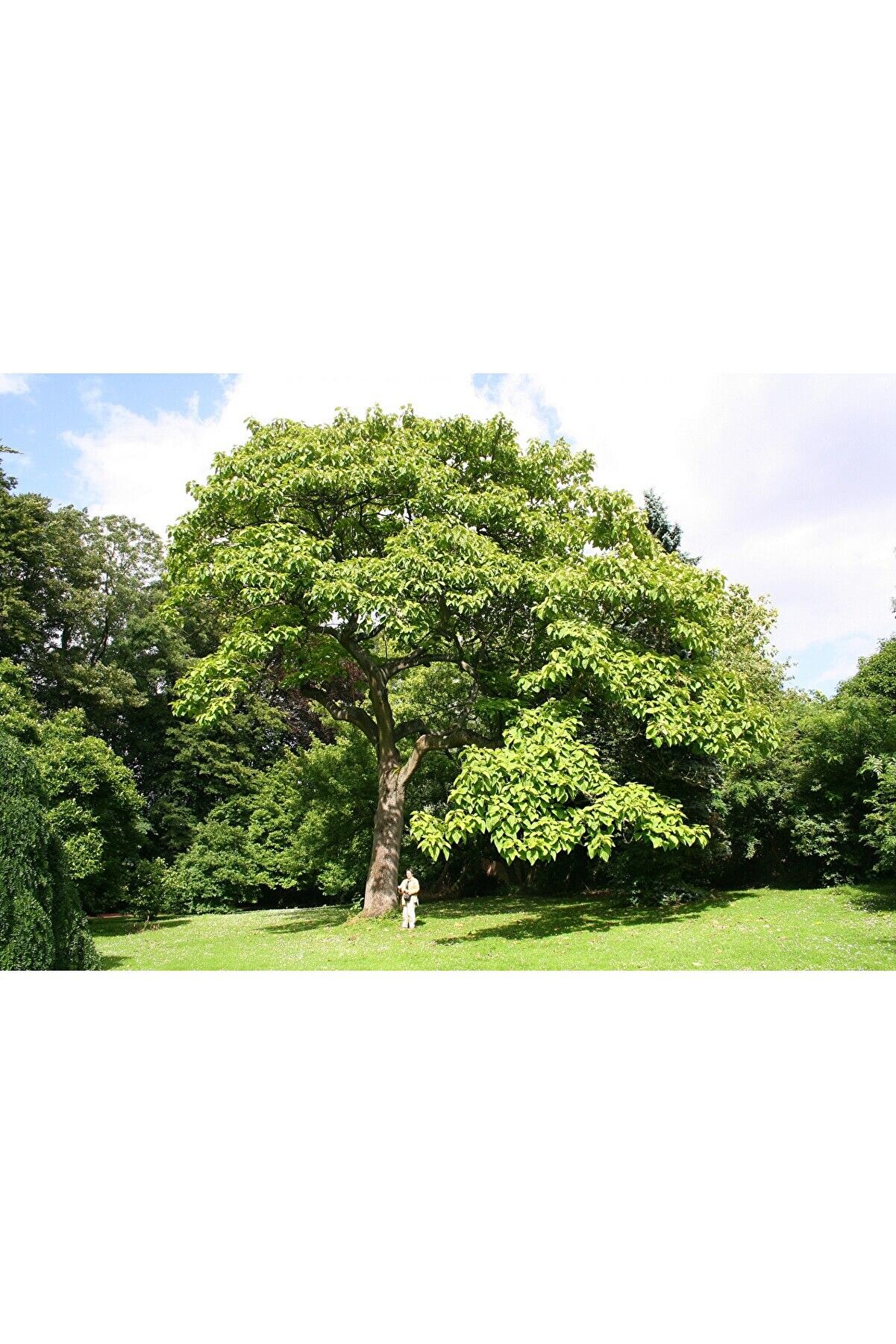 5 Adet - Dünya Nın En Hızlı Büyüyen Ağacı Pavlonya Ağaçı Tohumu - Paulowni̇a Ağacı