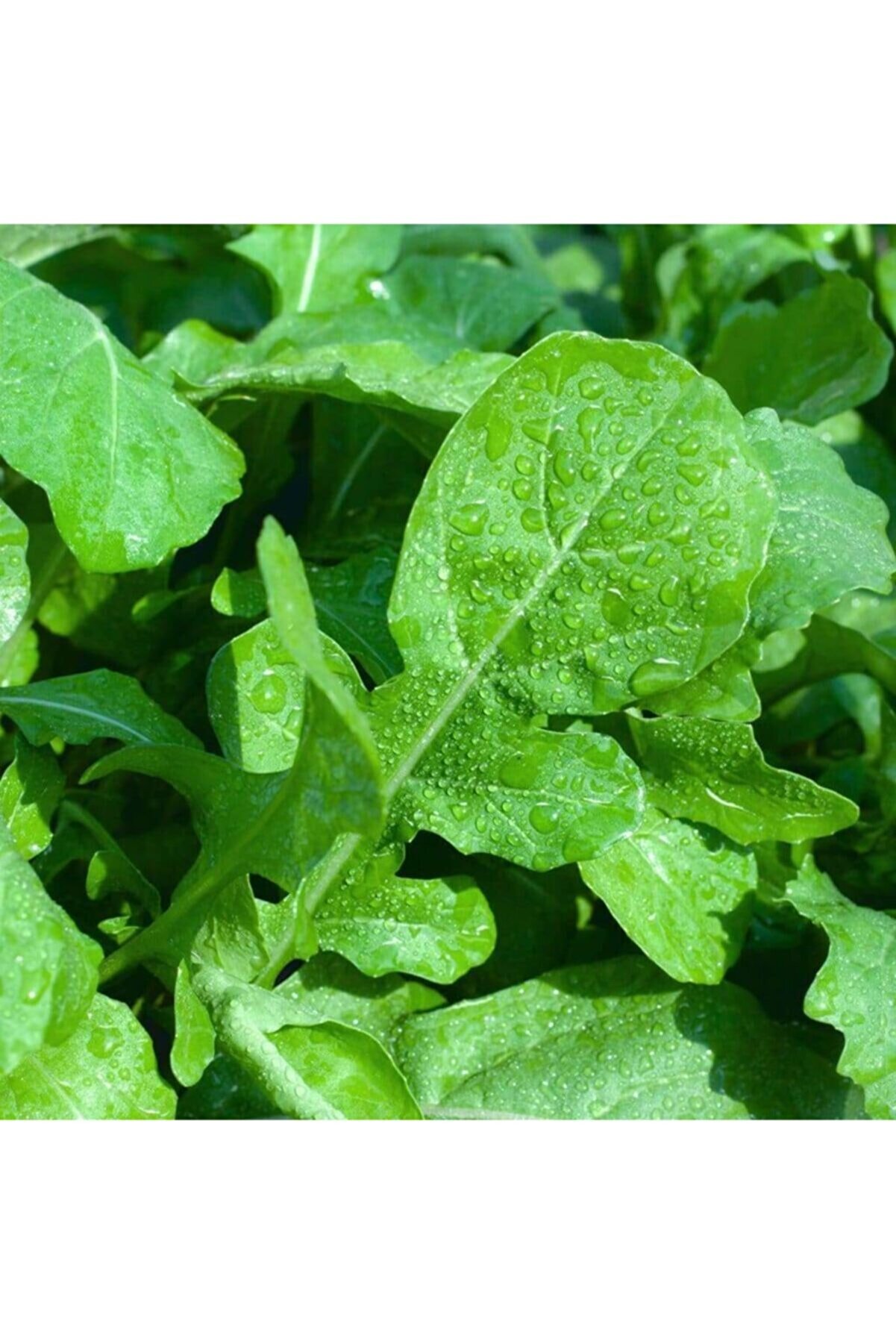 Bitki Dizayn Geniş Yapraklı Roka Tohumu-25 Gram