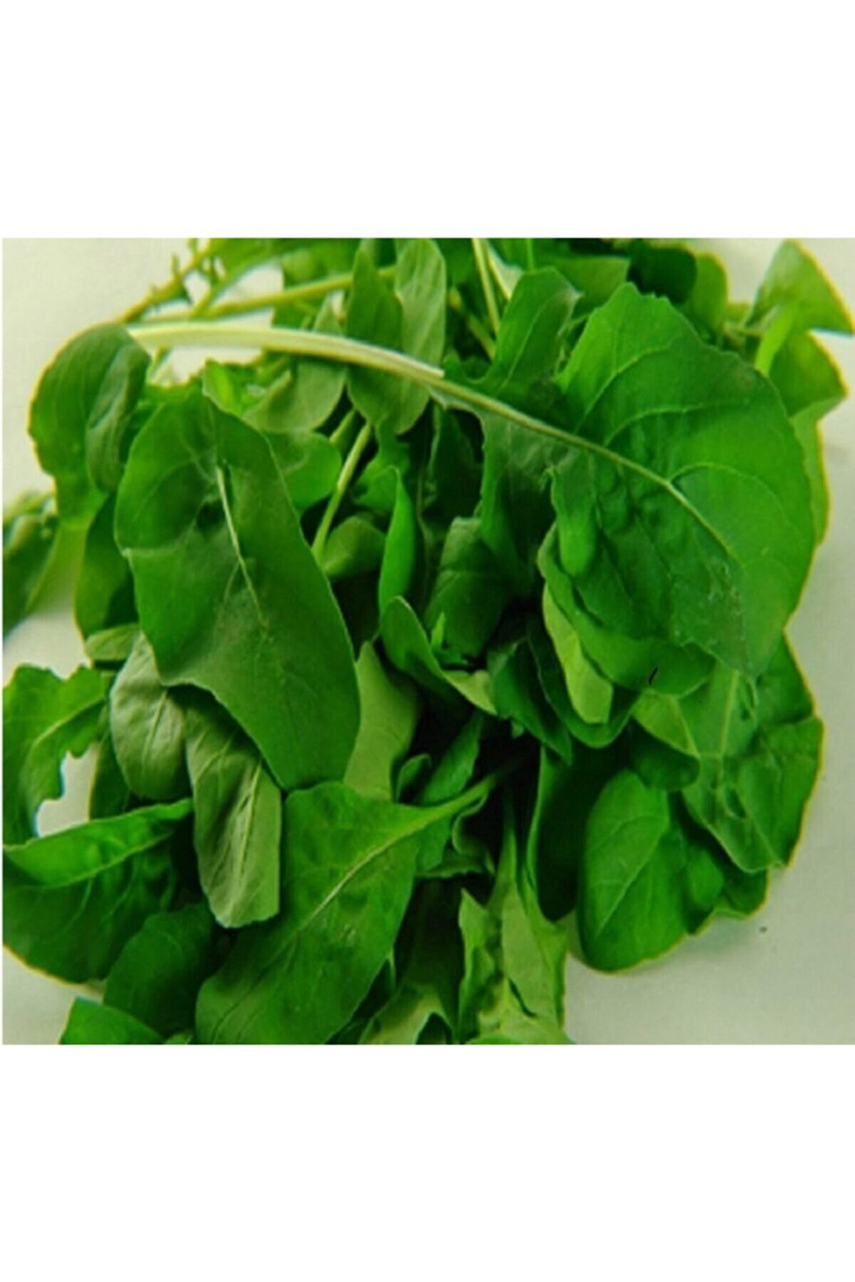 Geni̇ş Yapraklı Roka Tohumu-25 Gram