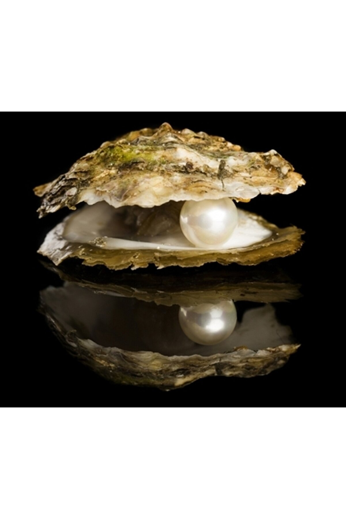 Ethab Ti̇caret İsti̇ri̇dye Kabuğunda Ger&ccedil;ek İnci̇ Kolye