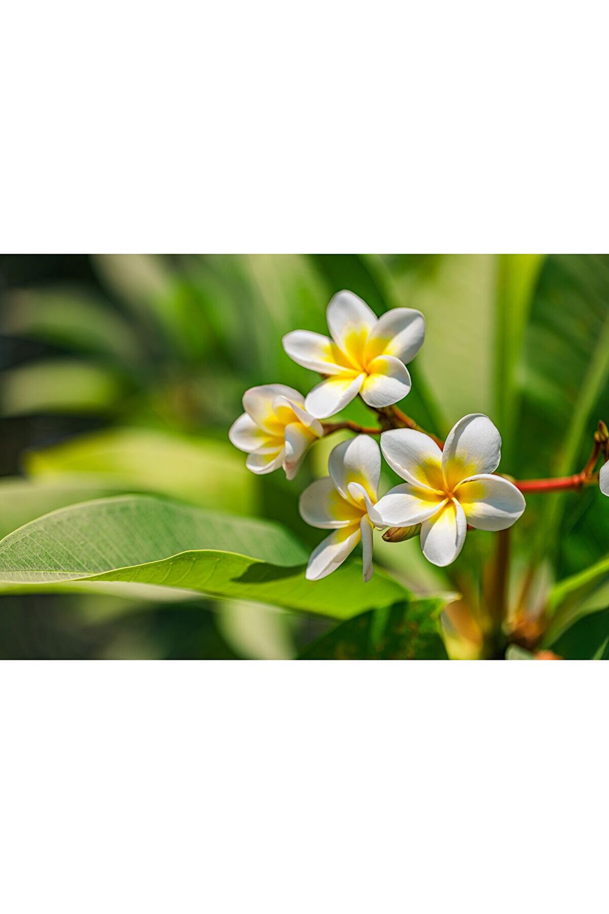 2 Li̇ Paket Karışık Renklerde Adeni̇um Çöl Gülü Tohumu  Ve Plumeri̇a Tohumu Toplam 10 Adet