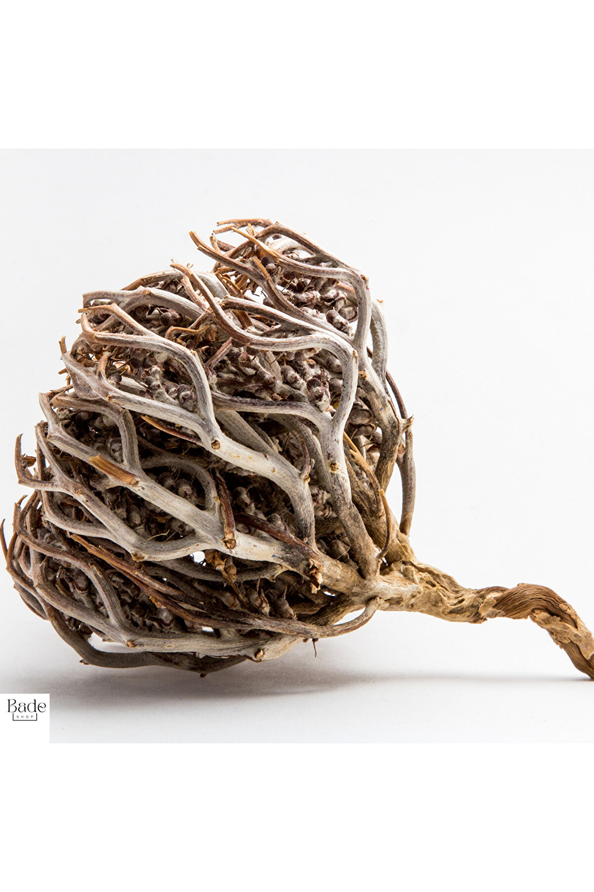 1 Adet Meryem (Meryam) Ana Eli̇ Otu - Fatma Ana Eli̇ Otu (Anastati̇ca Hi̇erochunti̇ca) Kolay Doğum Içi̇n