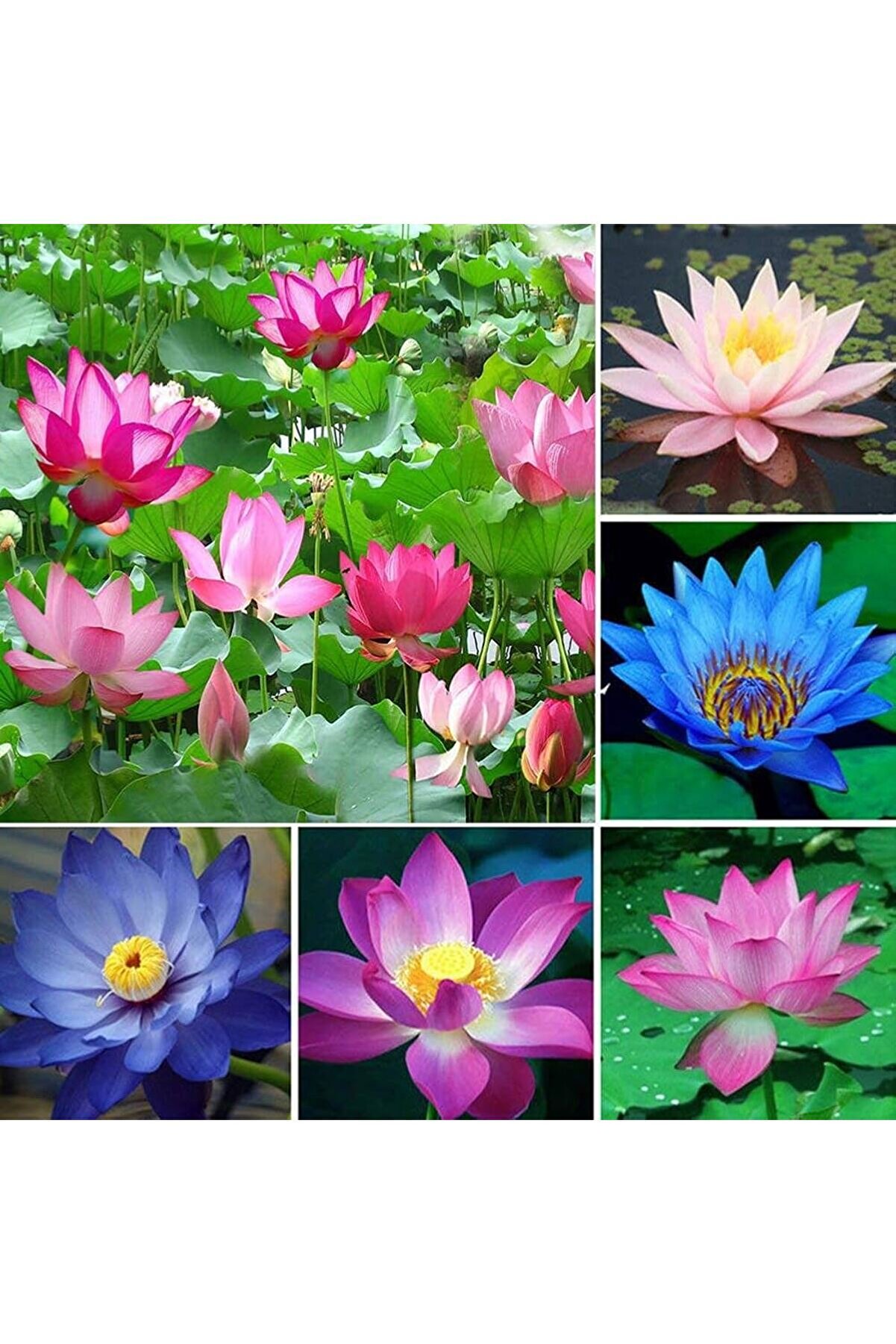 Bade Shop 2 Adet Karışık Renklerde Lotus (Nilüfer) Çiçeği Tohumu