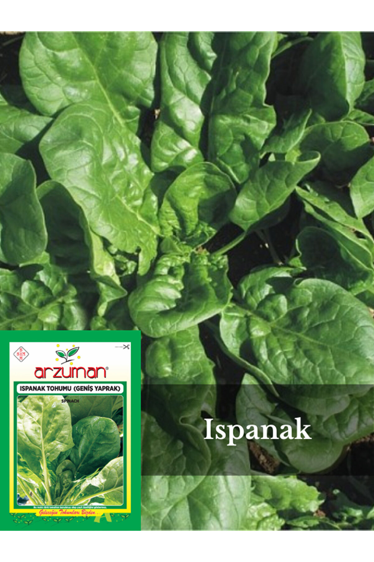 Arzuman Tohum Ispanak Tohumu (Geniş Yaprak) 10gr