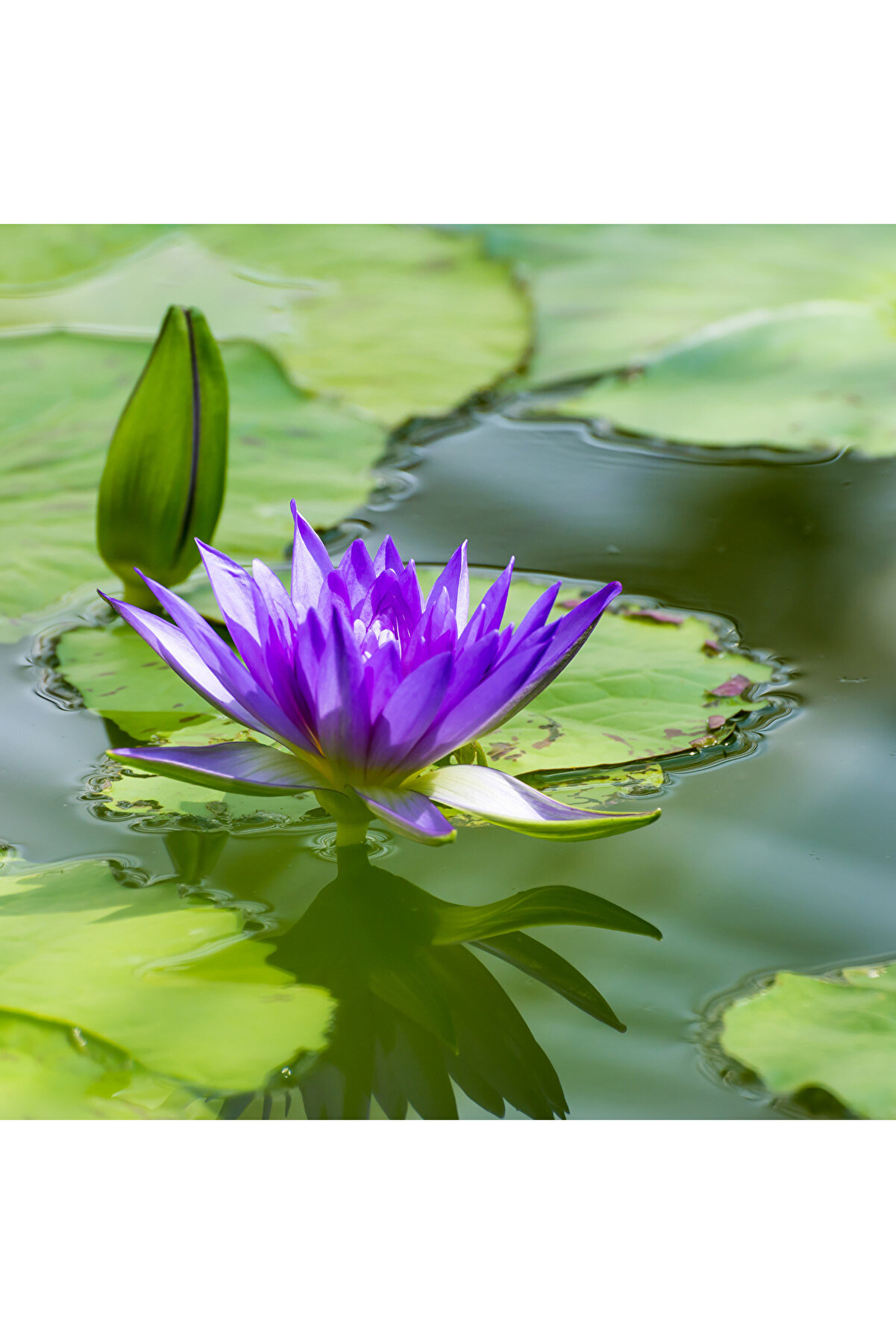 2 Adet Karışık Renklerde Lotus (Ni̇lüfer) Çi̇çeği̇ Tohumu