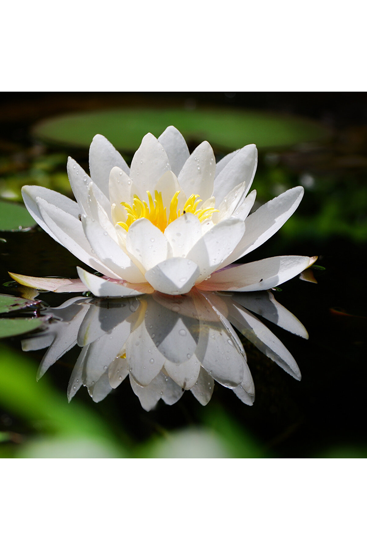 2 Adet Karışık Renklerde Lotus (Ni̇lüfer) Çi̇çeği̇ Tohumu