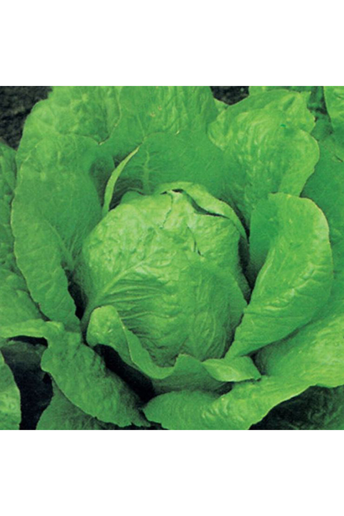 Arzuman Tohumculuk Marul Tohumu Yerli Yedikule 5 gram