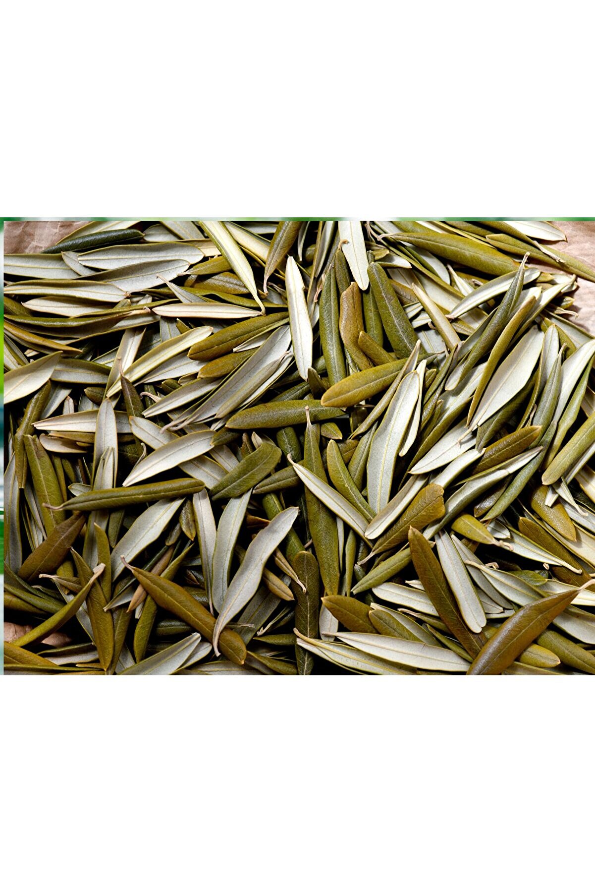 Bade Shop Kurutulmuş Egeden Zeytin Yaprağı Çayı 100 gr ( Doğal Kurutulmuş)