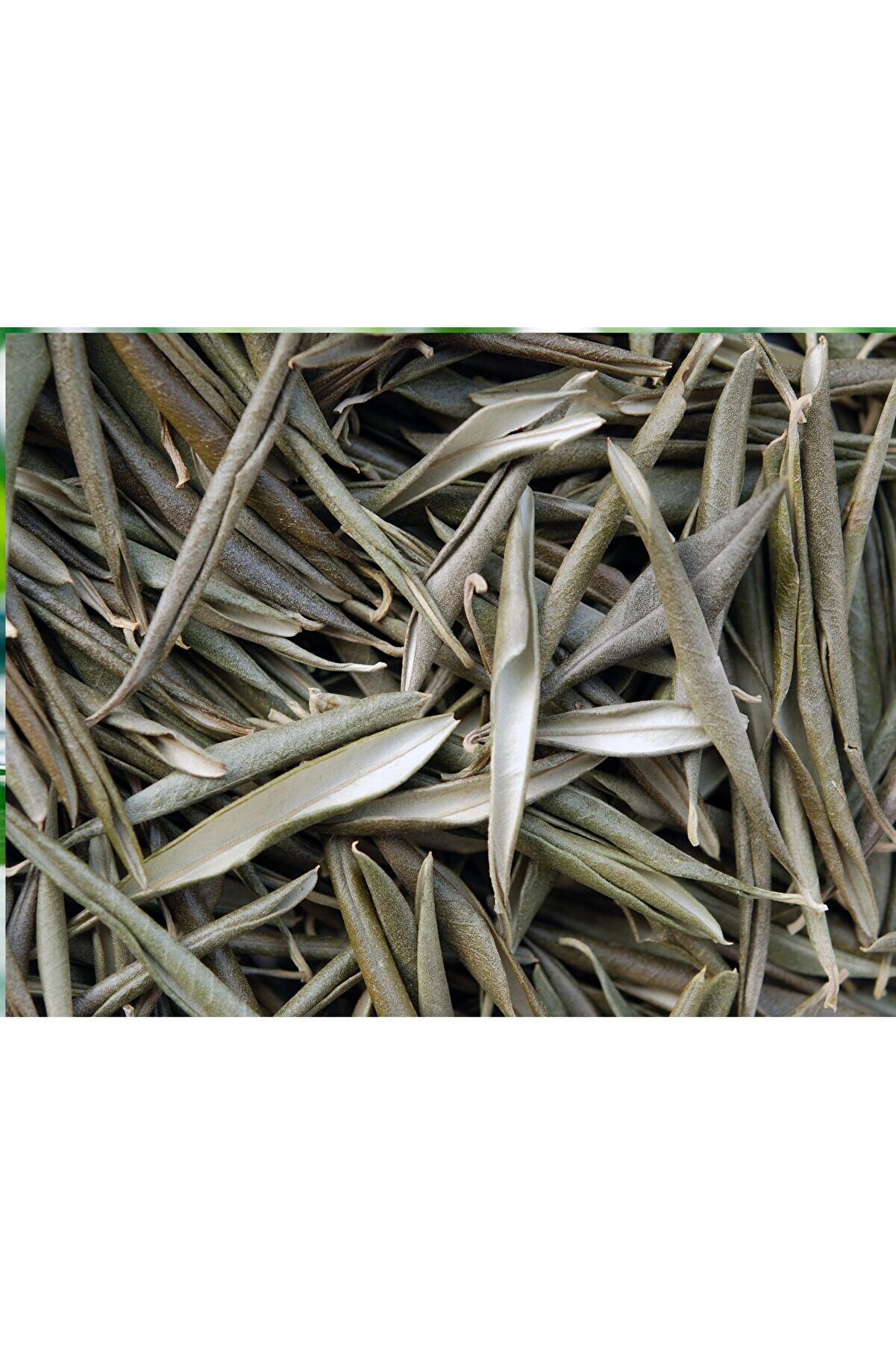 Kurutulmuş Egeden Zeyti̇n Yaprağı Çayı 100 Gr ( Doğal Kurutulmuş)