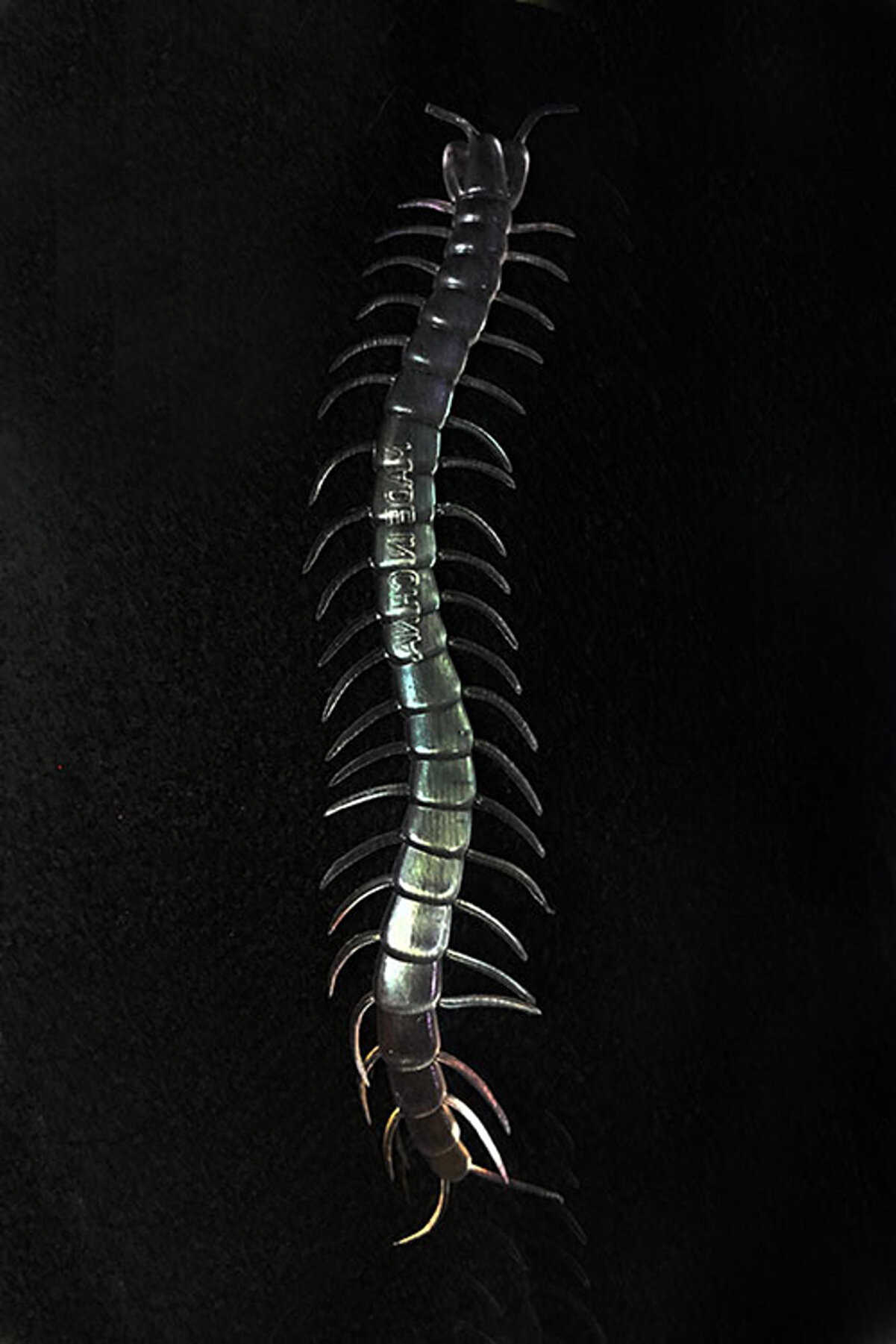 Ethab Ti̇caret Karanlıkta Parlayan Fosforlu Kırkayak