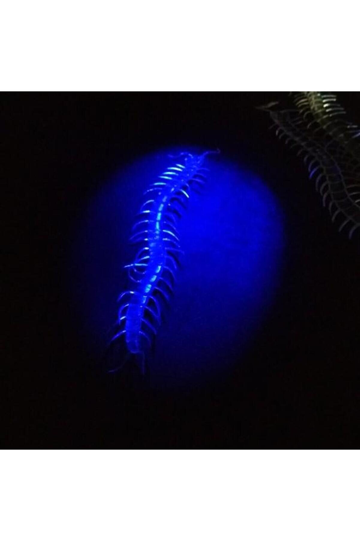 Ethab Ti̇caret Karanlıkta Parlayan Fosforlu Kırkayak