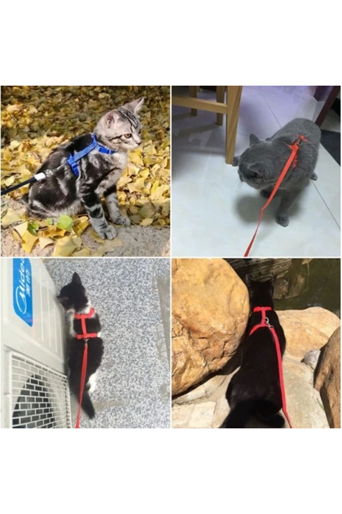 Kedi̇ Tasması