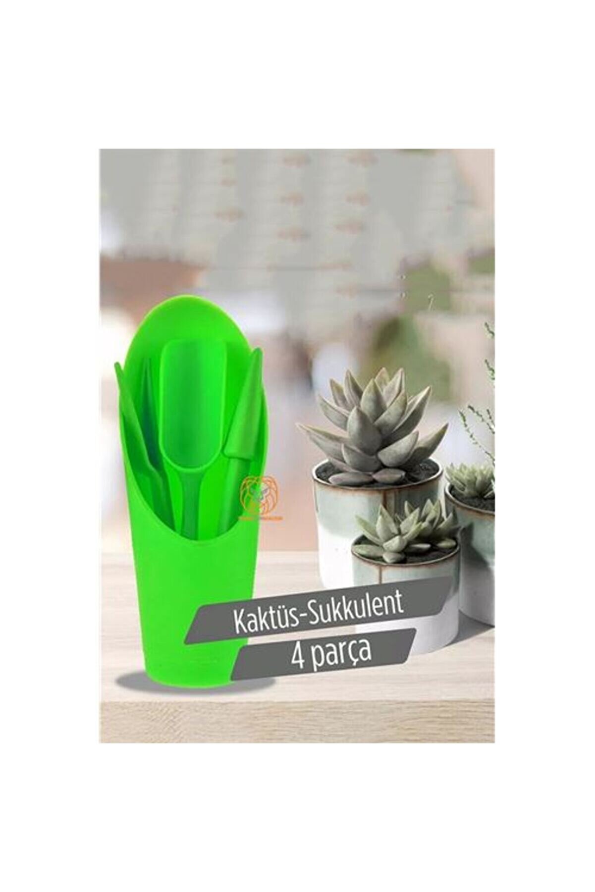 Toptan Bulurum Kaktüs Sukkulent Dikim Seti
