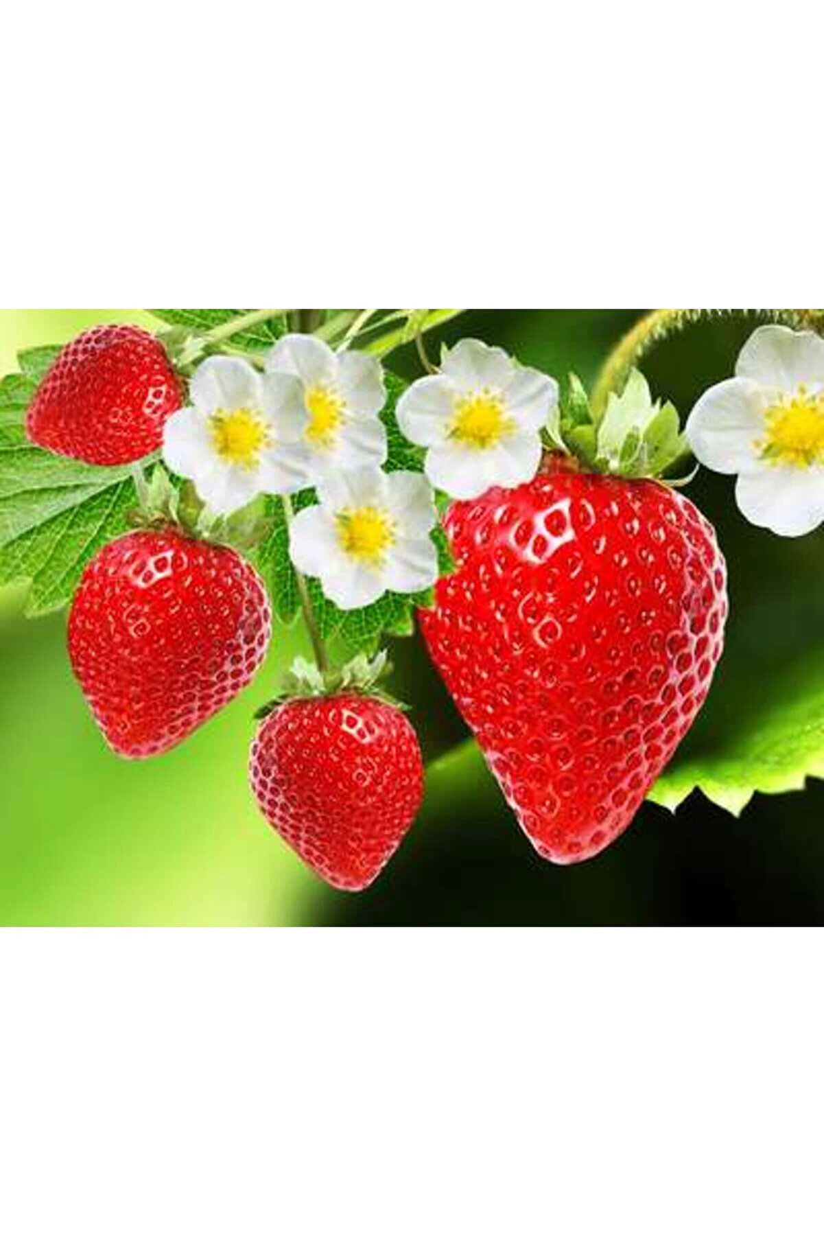 Strawberry Flavored Massage Oi̇l 50Ml Çi̇lek Aromalı Masaj Yağı 2 Adet