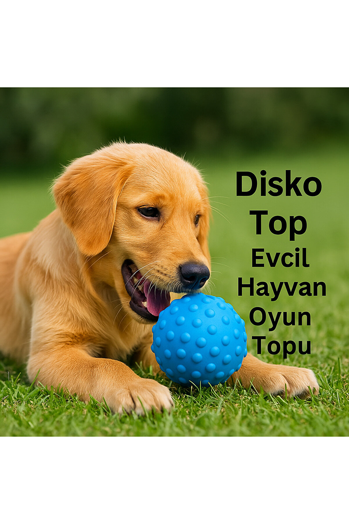 Petzoom Mavi̇ Tırtıklı Köpek Oyun Topu – Dayanıklı Ve Eğlenceli̇ Oyuncak