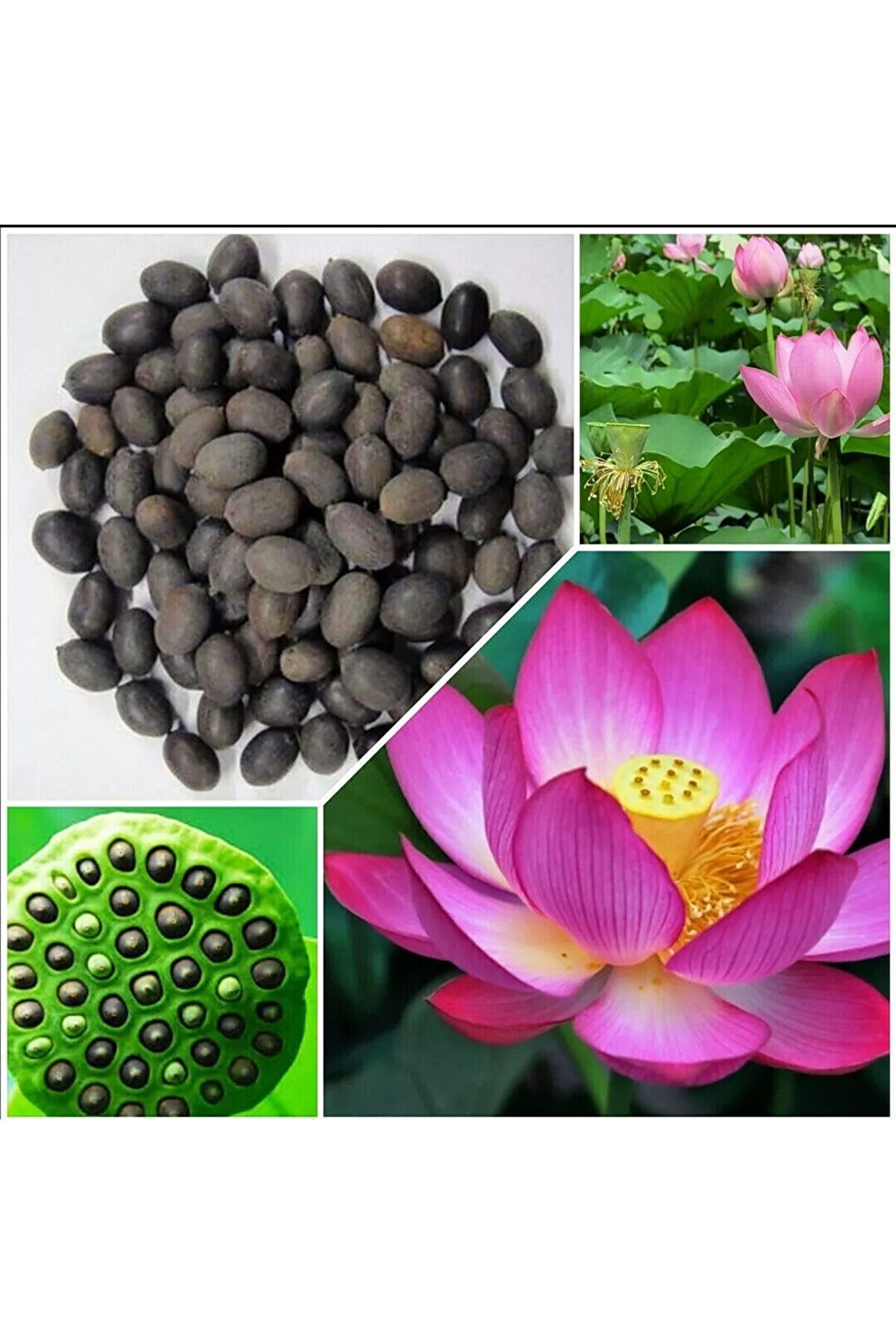 Lotus Çi̇çeği̇ (Ni̇lüfer) Su Altı Torf Karışımı Toprağı (1 Lt Toprak) - 1 Adet Lotus Tohumu Hedi̇yeli̇