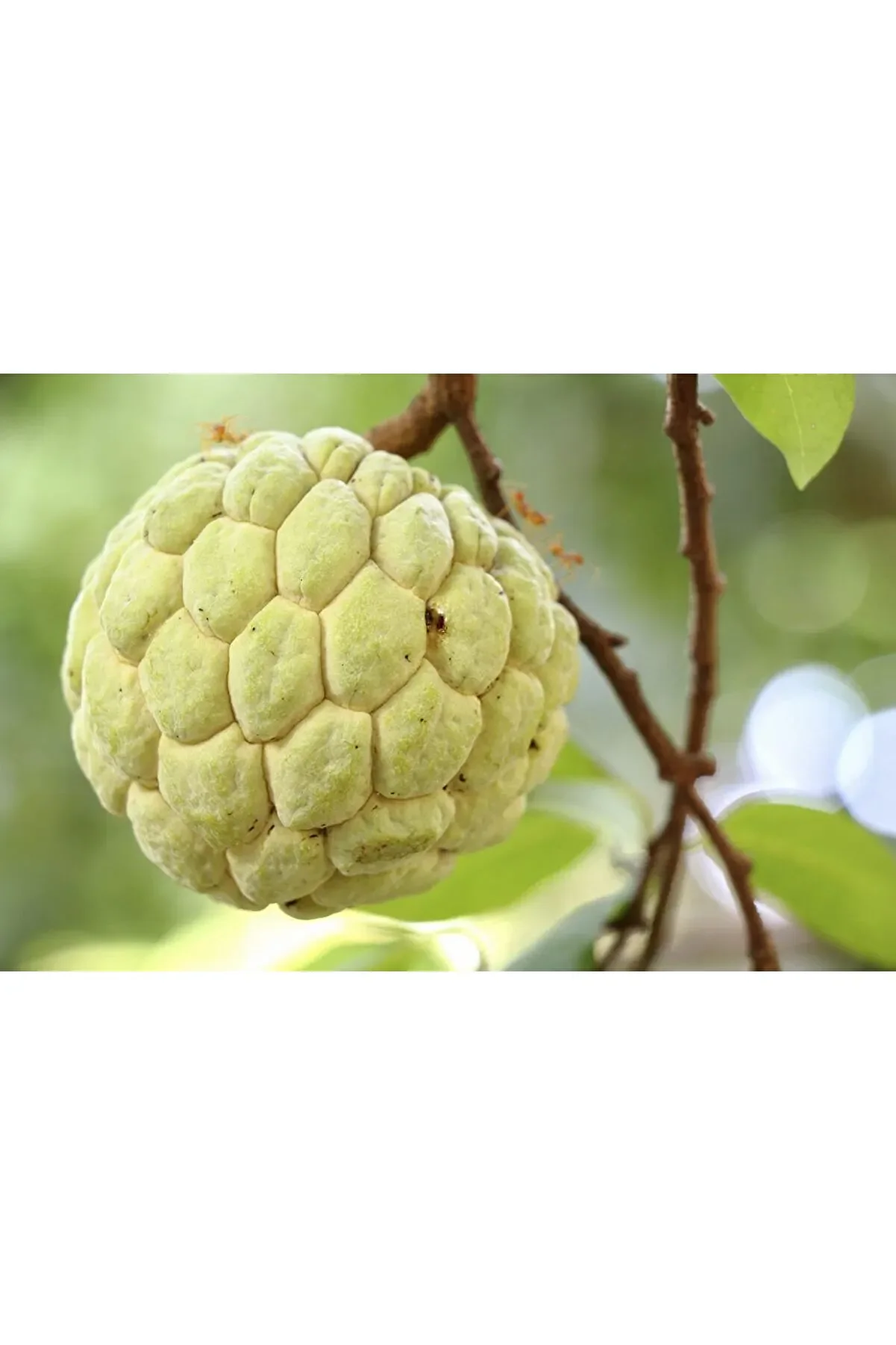 3 Adet Tropi̇kal Tatlı Şeker Elma ( Sugar Apple ) Tohumu