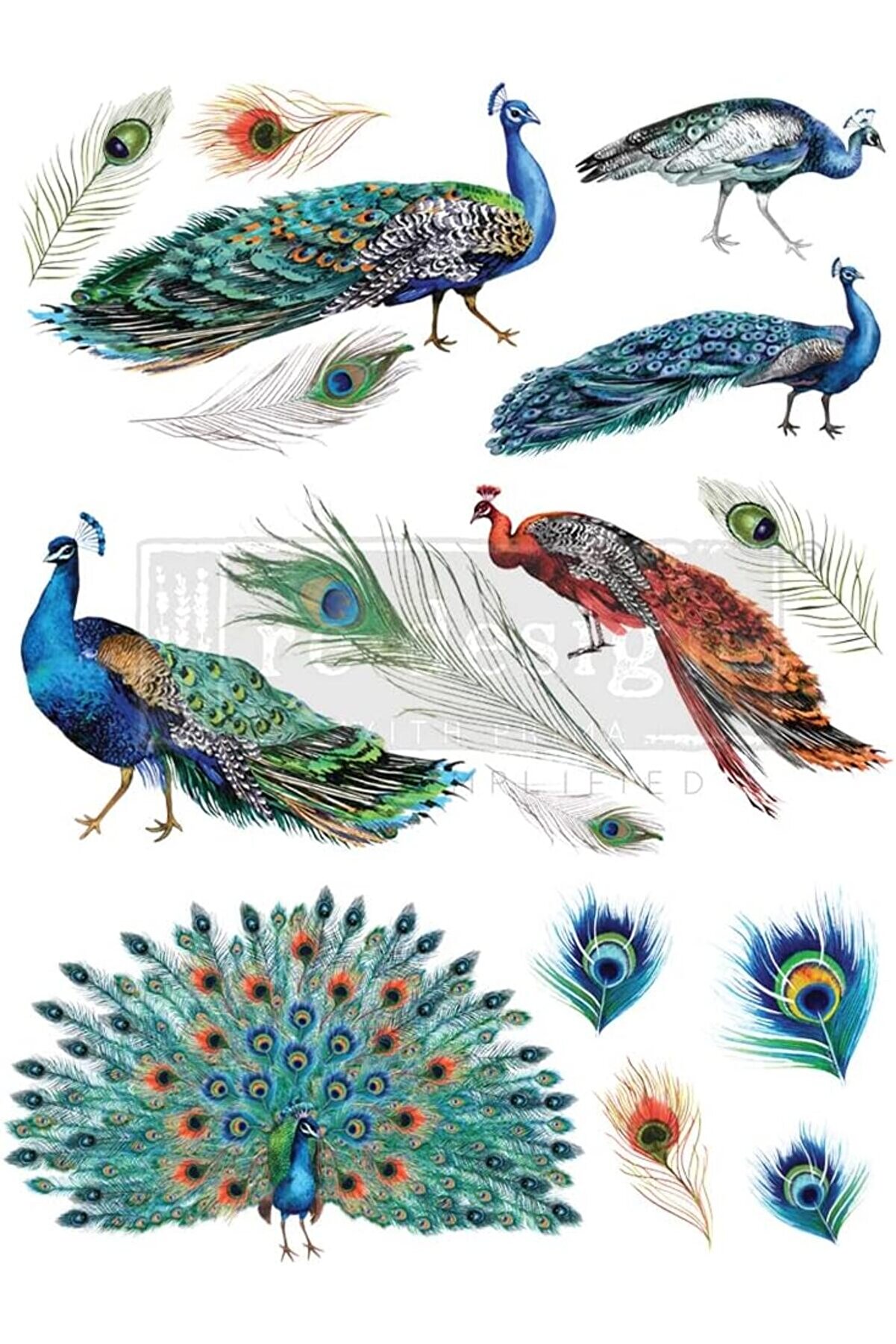 Polysi̇ght Peacock Transfers&reg;-Peacock Boyut 61 Cm X 83 Cm - 3 Yaprak - Toplam Tasarım Boyutu 61 Cm X