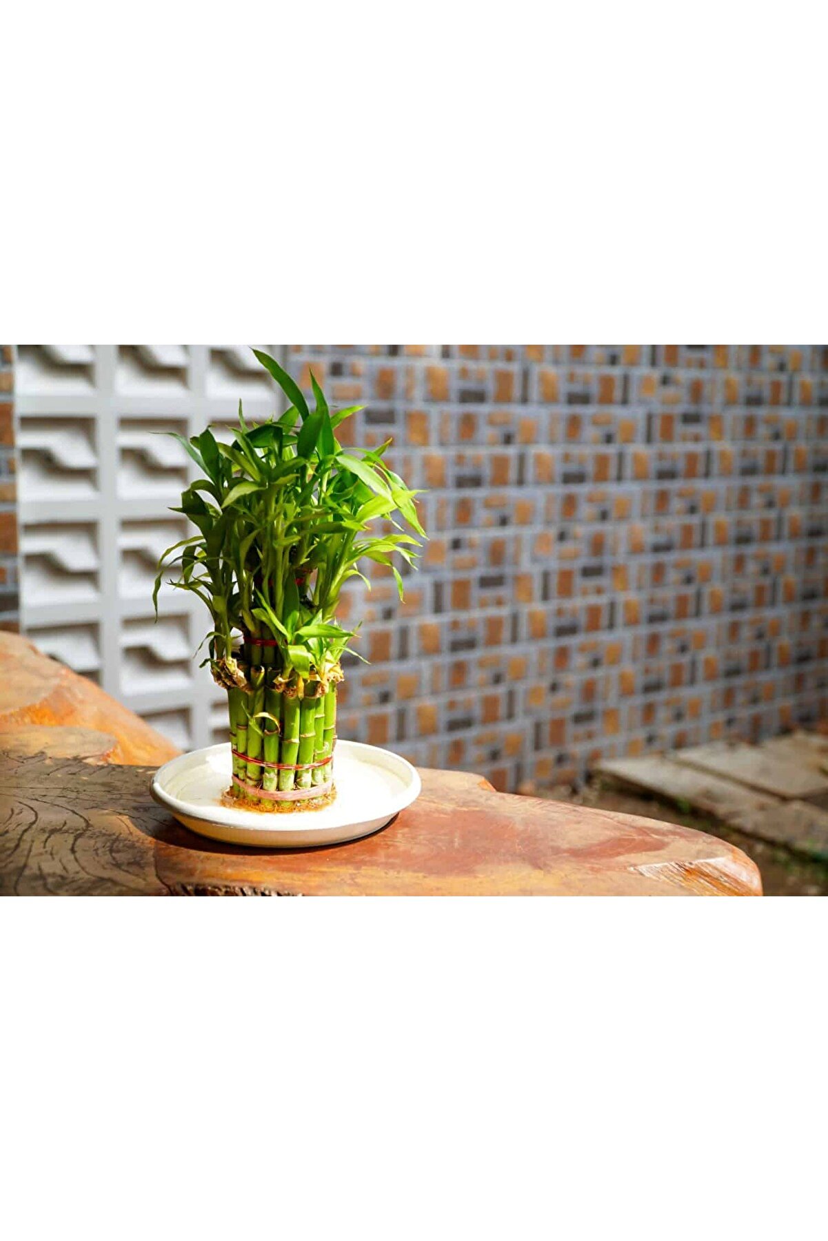 Bade Shop Şans Bambusu Tohumu - lucky bamboo - 5 adet