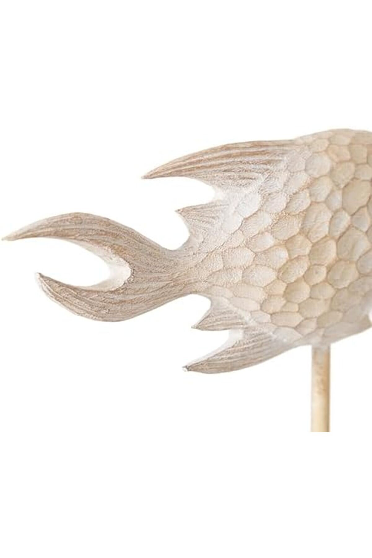 Concept Bi̇blo 30X26 Cm 1014773