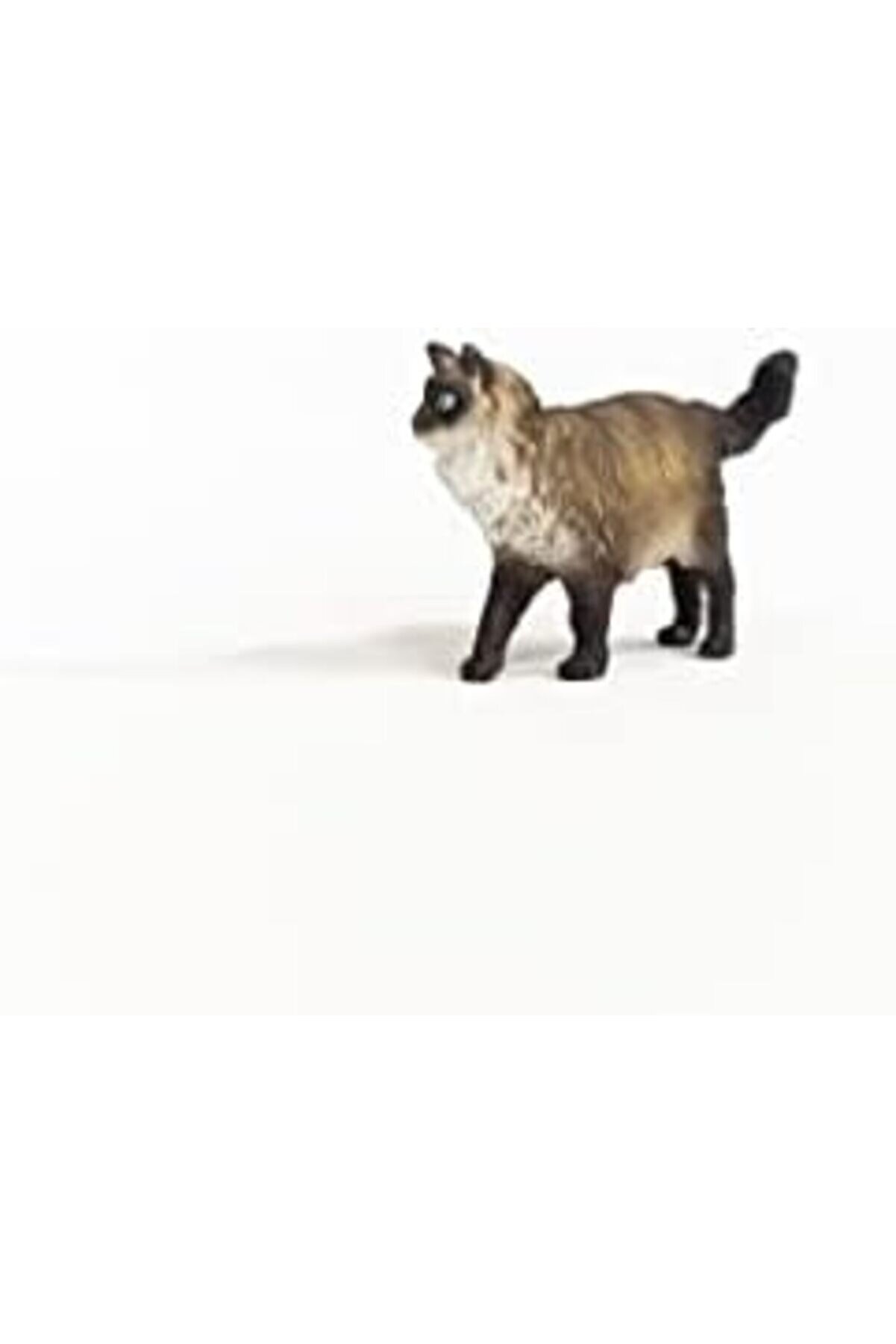 Ragdoll Kedi̇ Modascope 1014773