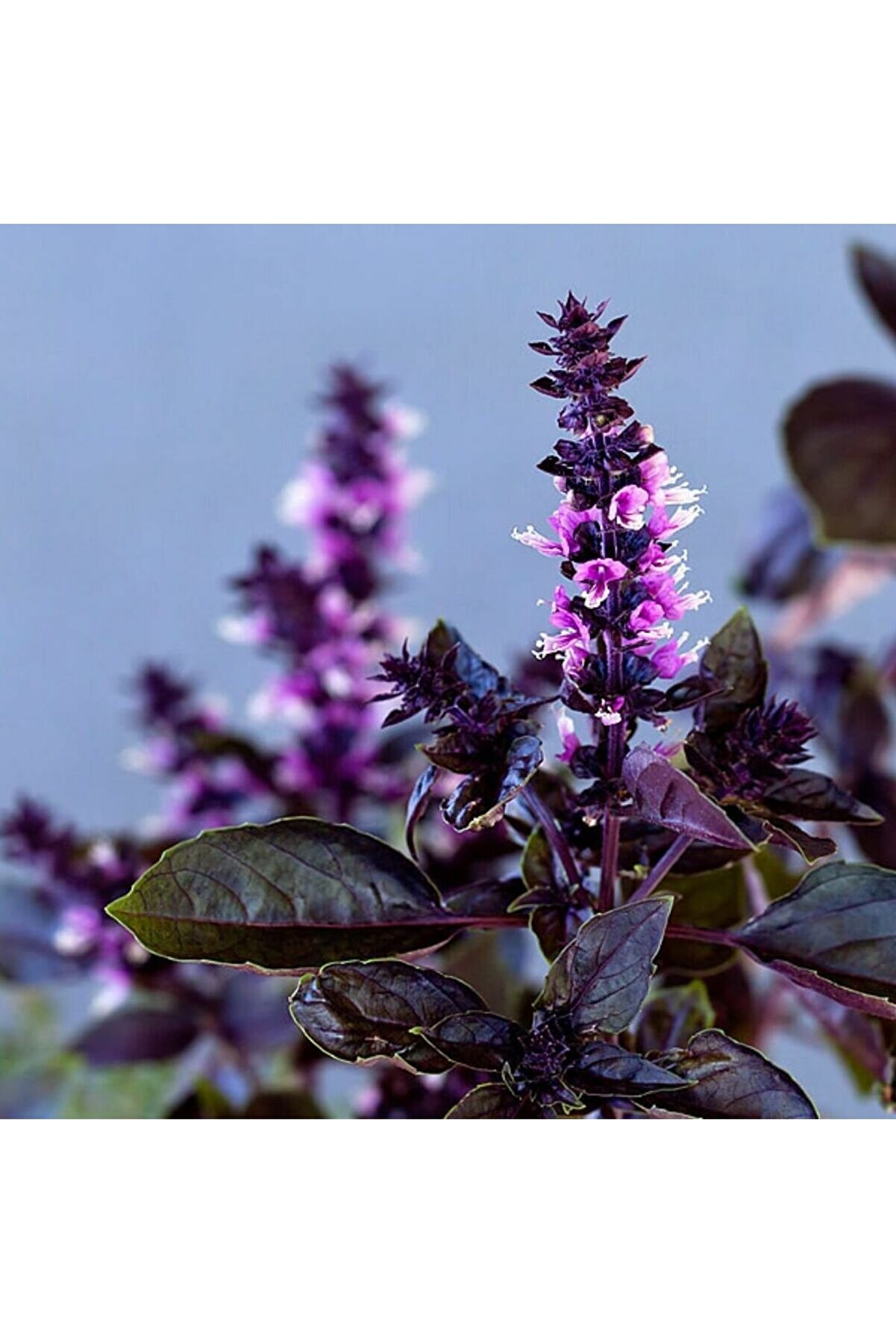 Doğal Mor Reyhan (Mor Fesleğen) Tohumu 2 Gr 700 Adet – Aromati̇k Ve Şi̇falı Bi̇tki̇ Tohumu