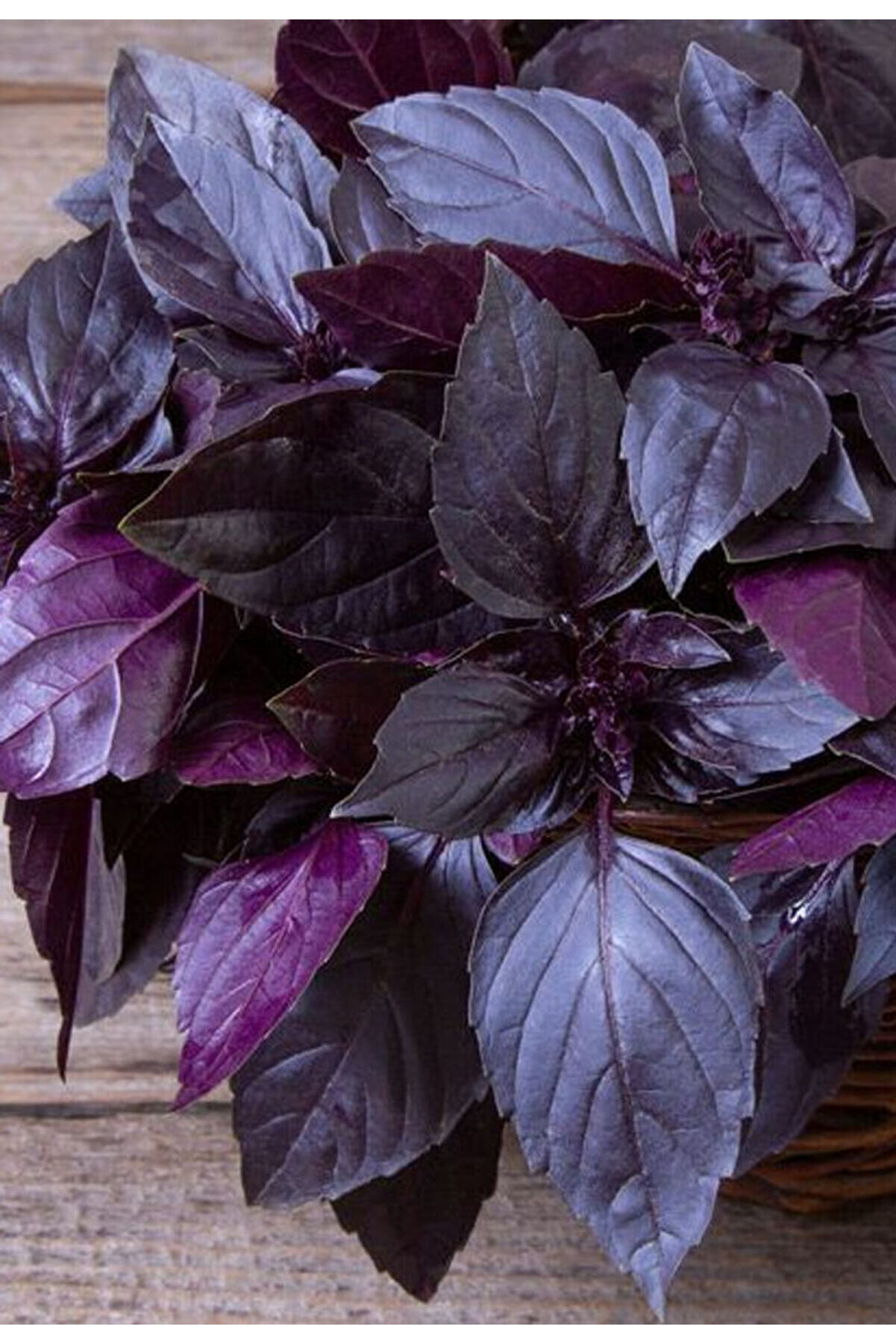 Bade Shop Doğal Mor Reyhan (Mor Fesleğen) Tohumu 2 Gr 700 Adet – Aromatik ve Şifalı Bitki Tohumu