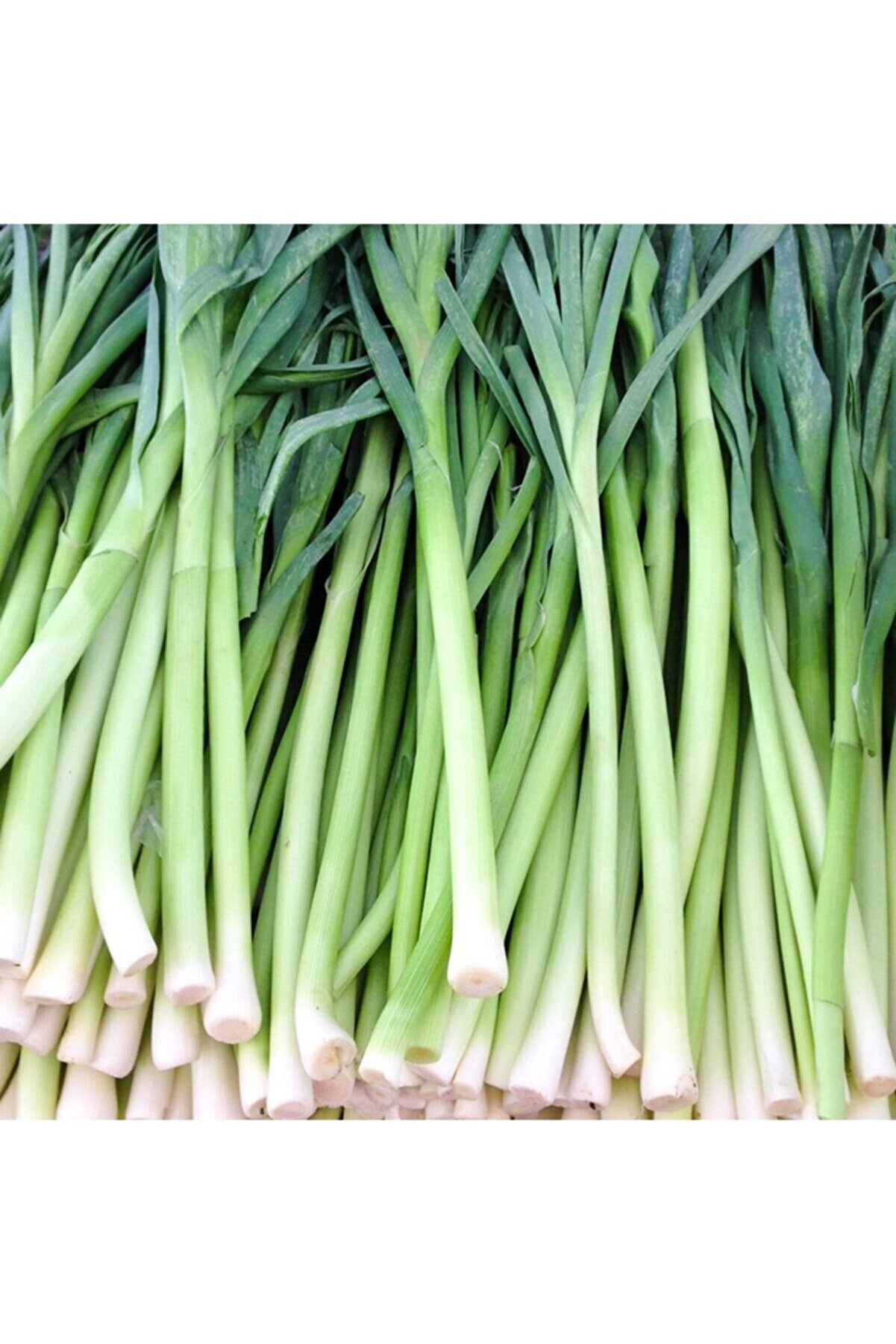 Floramut Uzun Bacaklı Pırasa Tohumu-10 Gram