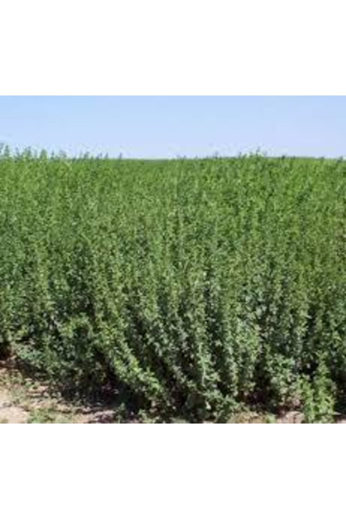 Arzuman Tohum Arzuman Kekik Tohumu 100 Adet