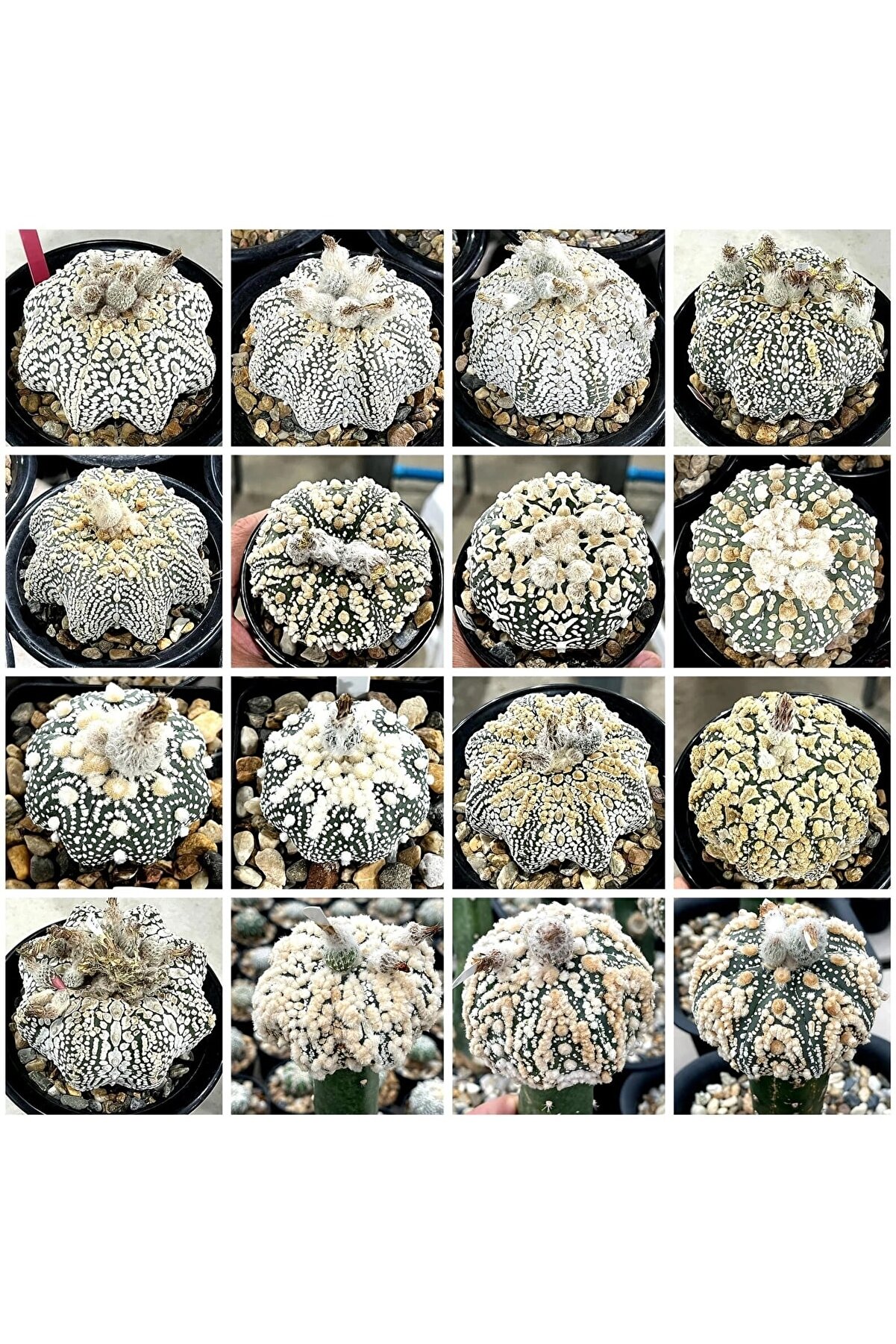 Bade 100 Adet Kaktüs Tohumu Karışık Astrophytum Astro ( 5 Ribs,kıkko,superkabuto ,star Type, V Type )