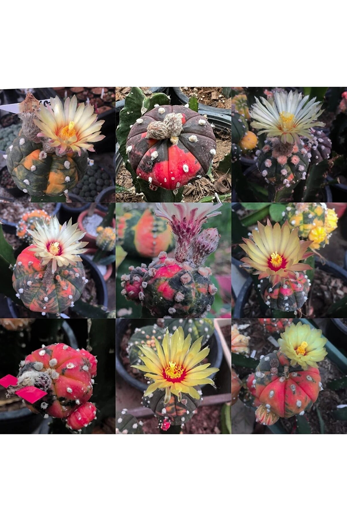 100 Adet Kaktüs Tohumu Karışık Astrophytum Astro ( 5 Ri̇bs,Kıkko,Superkabuto ,Star Type, V Type )