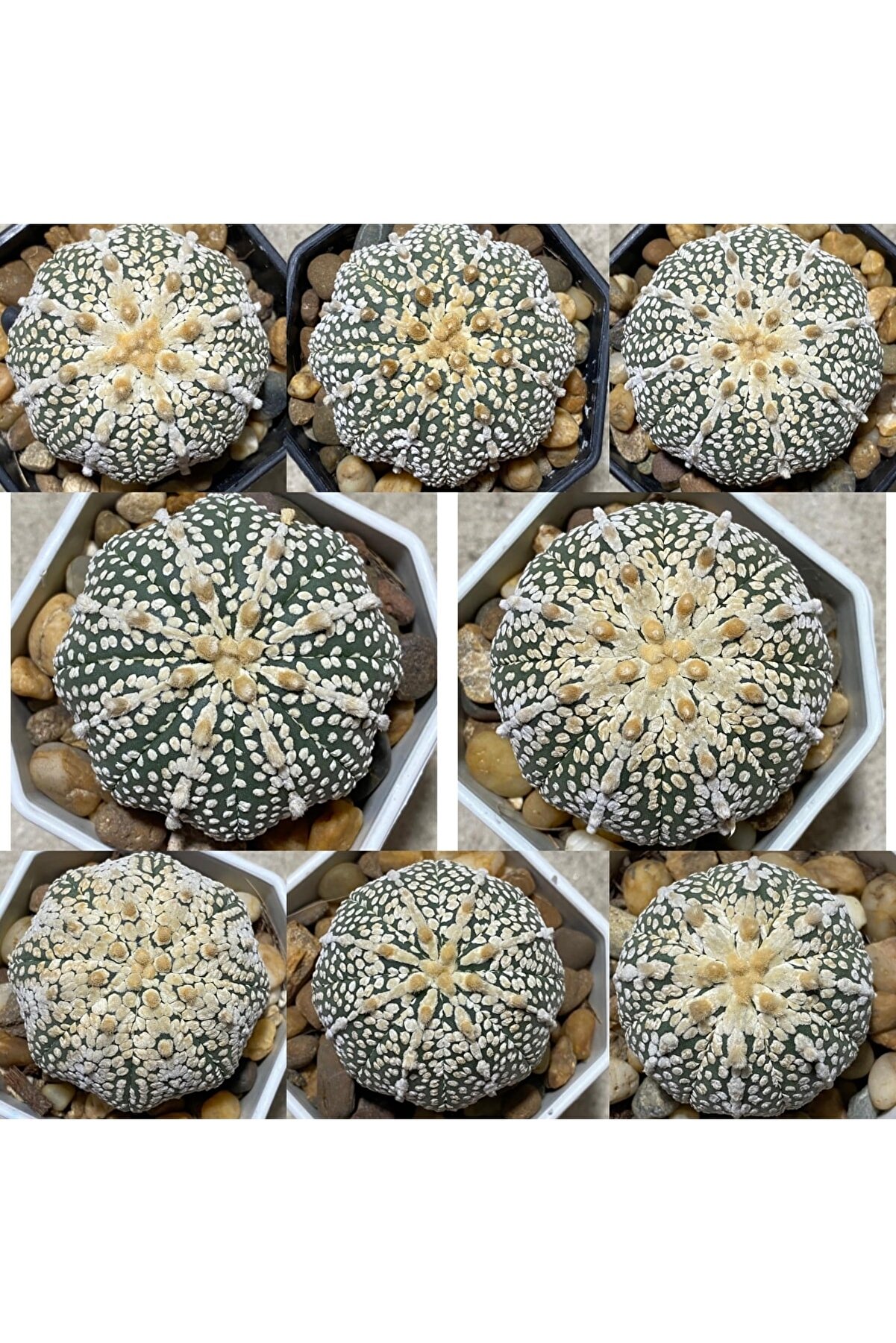 100 Adet Kaktüs Tohumu Karışık Astrophytum Astro ( 5 Ri̇bs,Kıkko,Superkabuto ,Star Type, V Type )