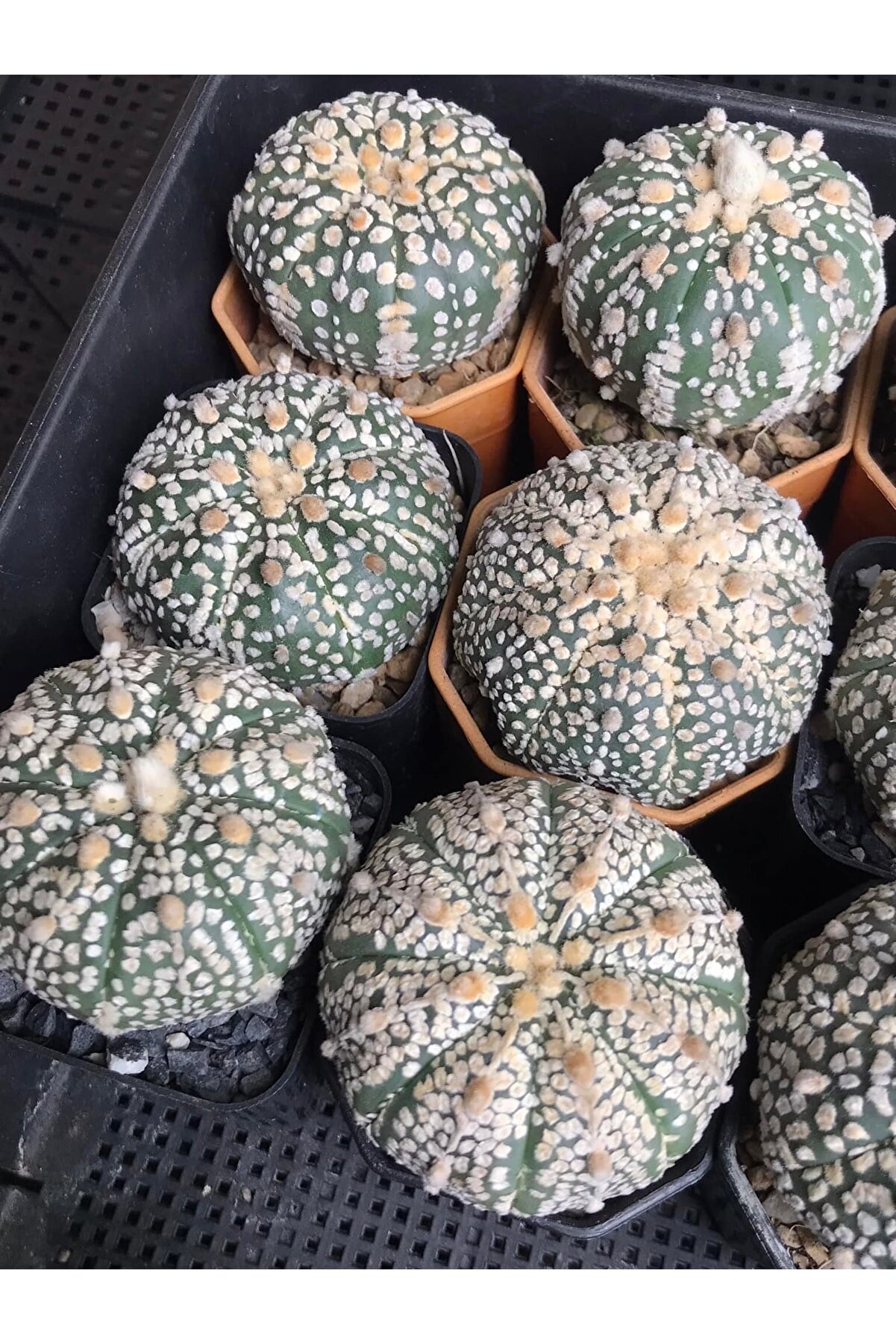 100 Adet Kaktüs Tohumu Karışık Astrophytum Astro ( 5 Ri̇bs,Kıkko,Superkabuto ,Star Type, V Type )