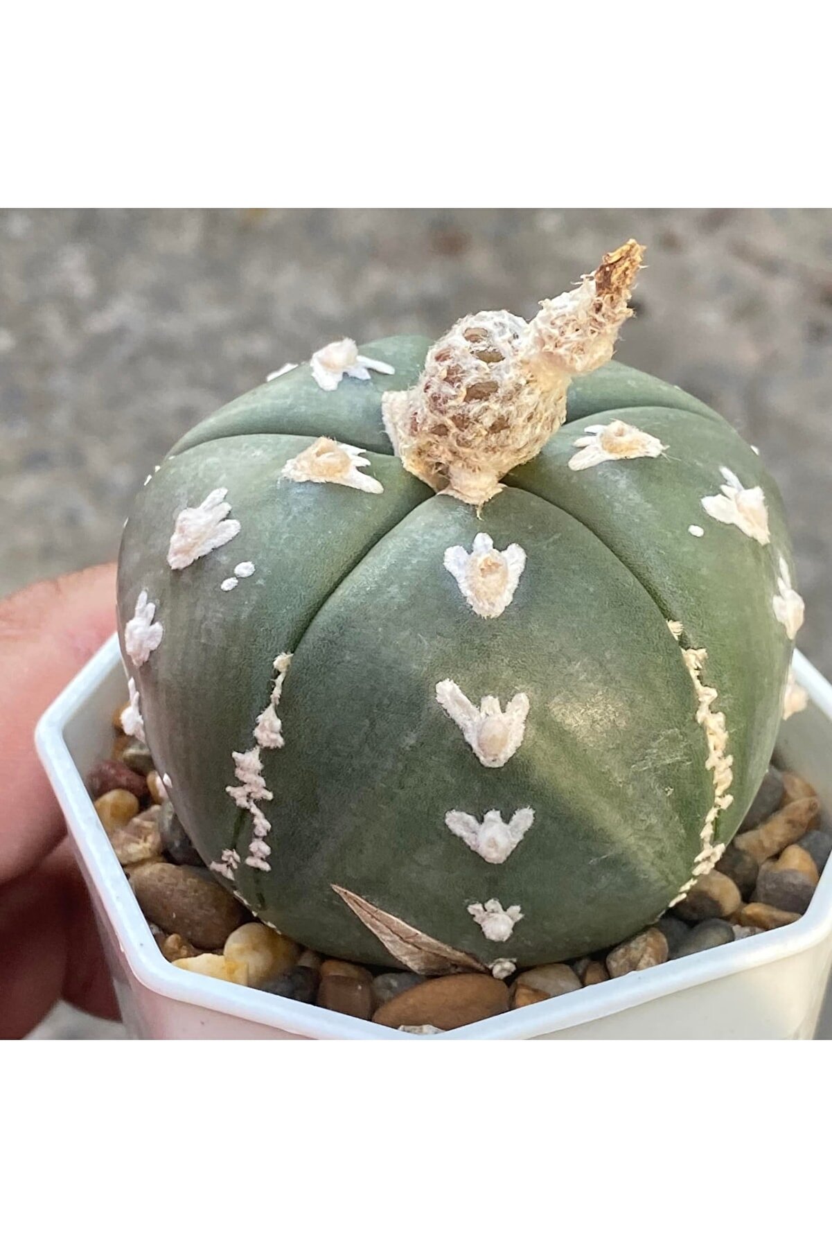 100 Adet Kaktüs Tohumu Karışık Astrophytum Astro ( 5 Ri̇bs,Kıkko,Superkabuto ,Star Type, V Type )