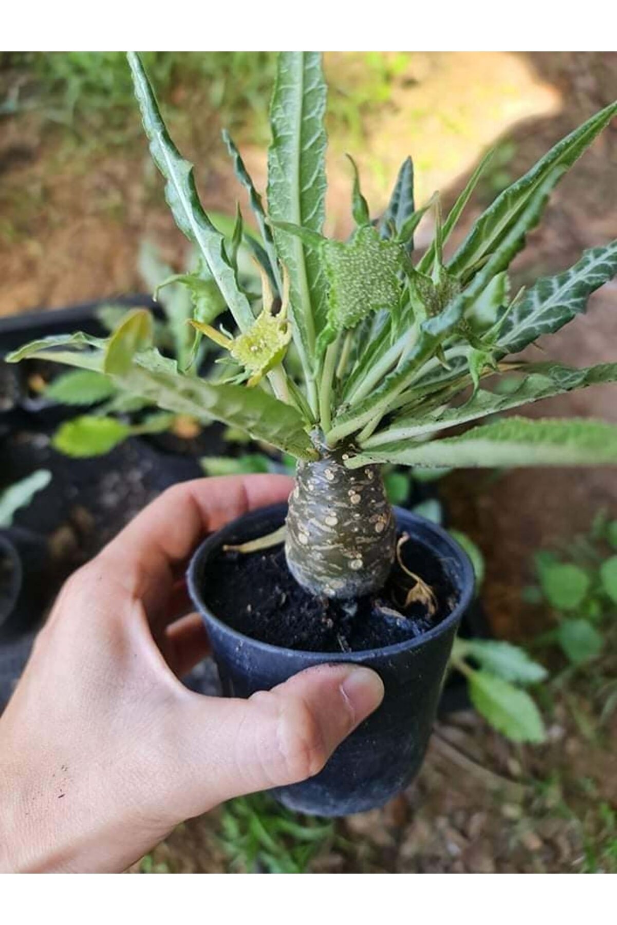 Bade 10 Adetlik Paketlerde Karışık Dorstenia Tohumları (horwodoii,crispa Yellow Spotted,foetida Ssp)