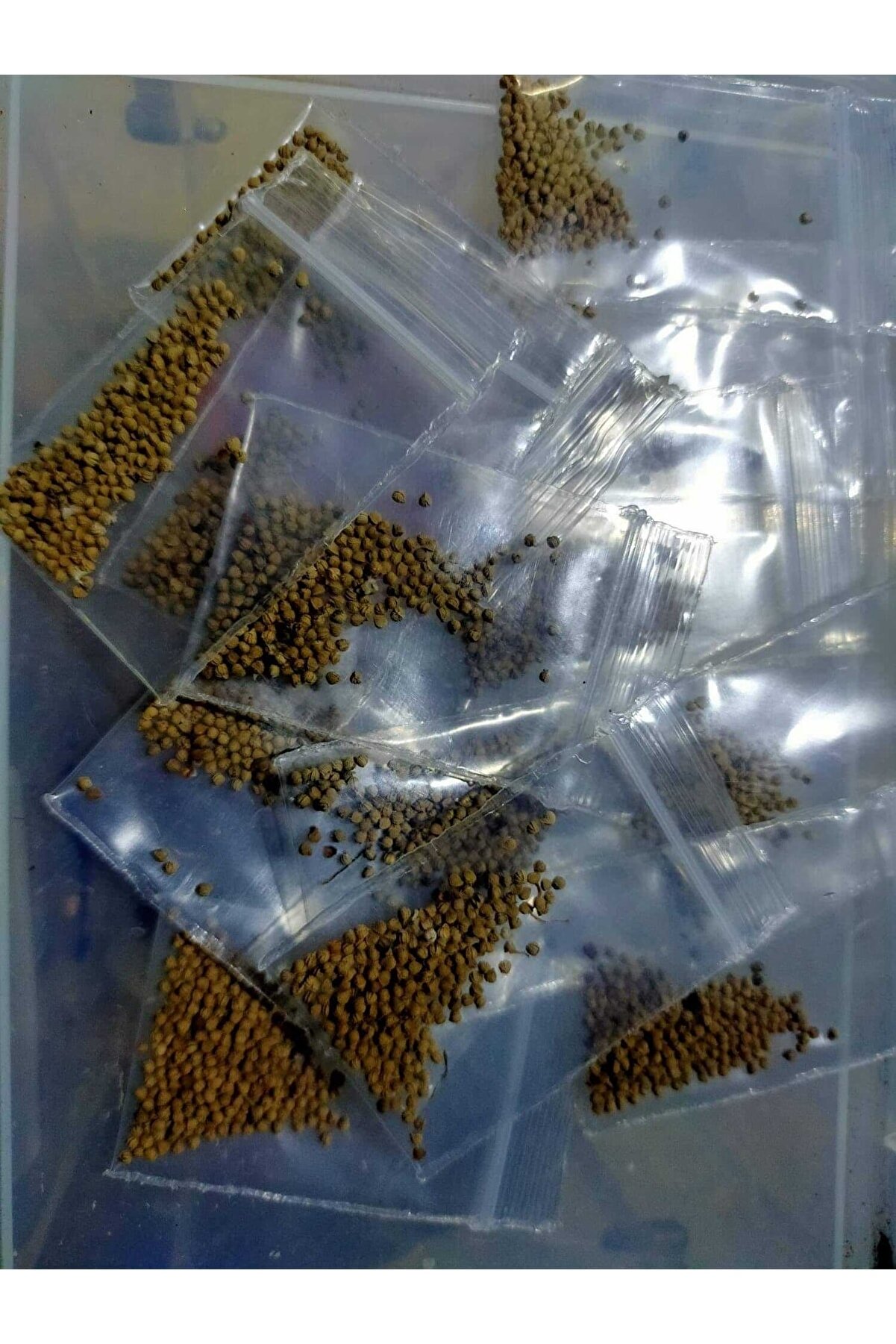 10 Adetli̇k Paketlerde Karışık Dorsteni̇a Tohumları (Horwodoi̇i̇,Cri̇spa Yellow Spotted,Foeti̇da Ssp)