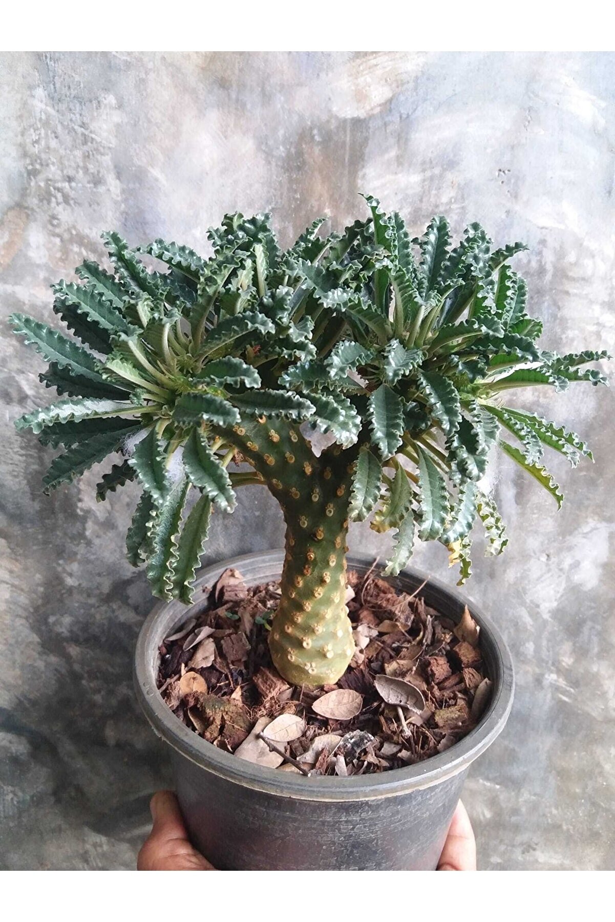 10 Adetli̇k Paketlerde Karışık Dorsteni̇a Tohumları (Horwodoi̇i̇,Cri̇spa Yellow Spotted,Foeti̇da Ssp)