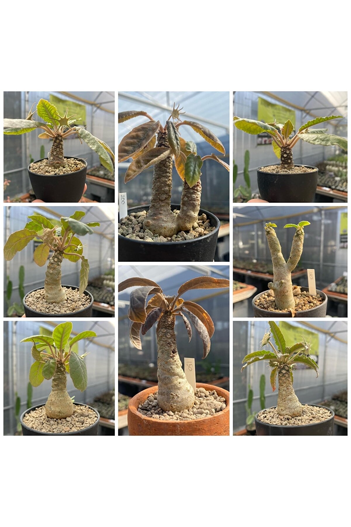 10 Adetli̇k Paketlerde Karışık Dorsteni̇a Tohumları (Horwodoi̇i̇,Cri̇spa Yellow Spotted,Foeti̇da Ssp)